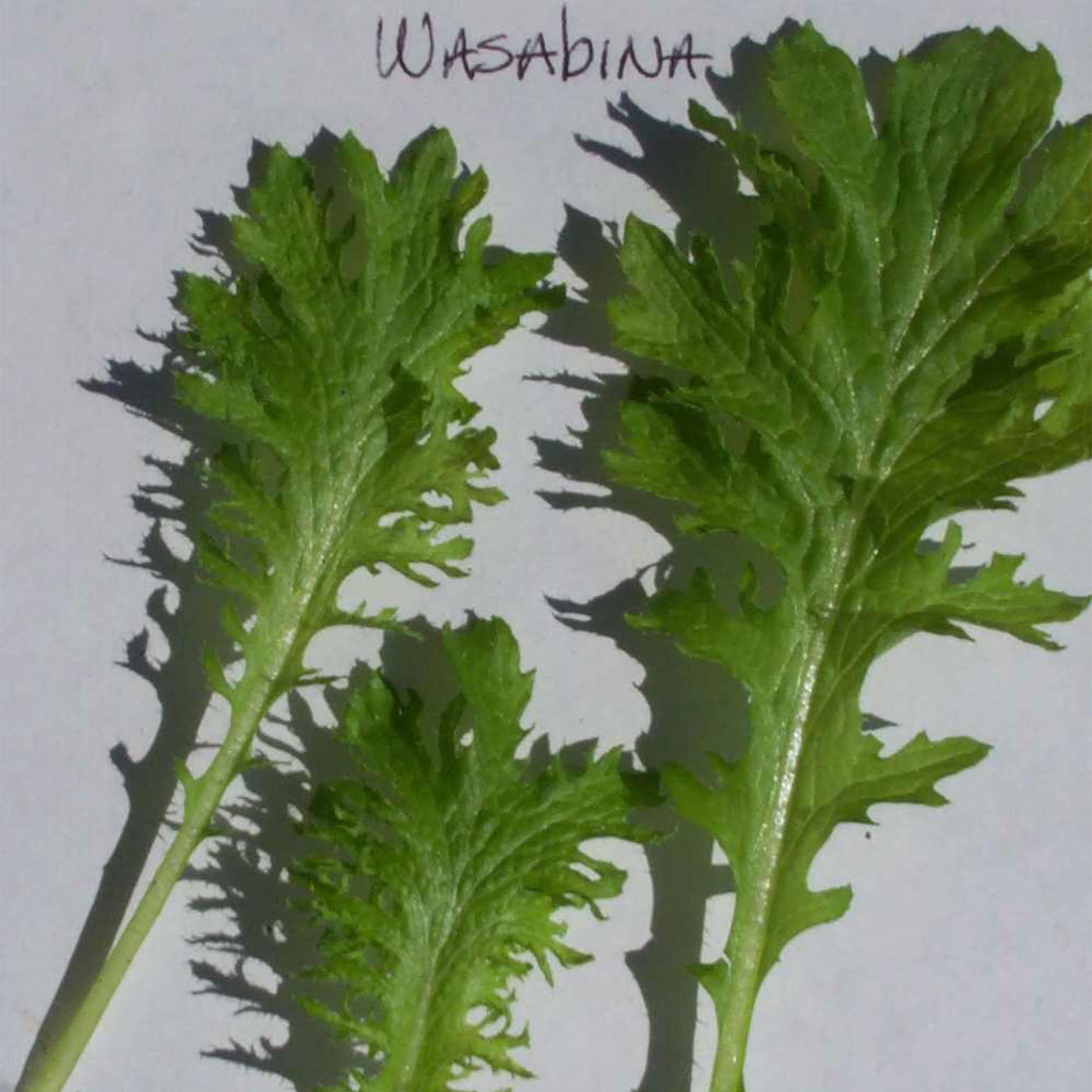 Organic Mustard Seeds - Wasabina Variety - 4 Oz Pack (~63,200 Seeds) - Non-GMO Heirloom Seeds for Asian Cooking, Microgreens, Herb Gardening & Homegrown Vegetables