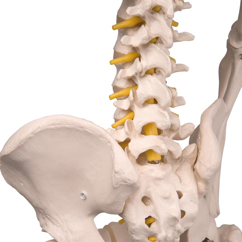 Fred Flexible Skeleton Model with Pelvic Stand - Anatomical Science Display for Medical Education, Halloween Decor & Office Decoration
