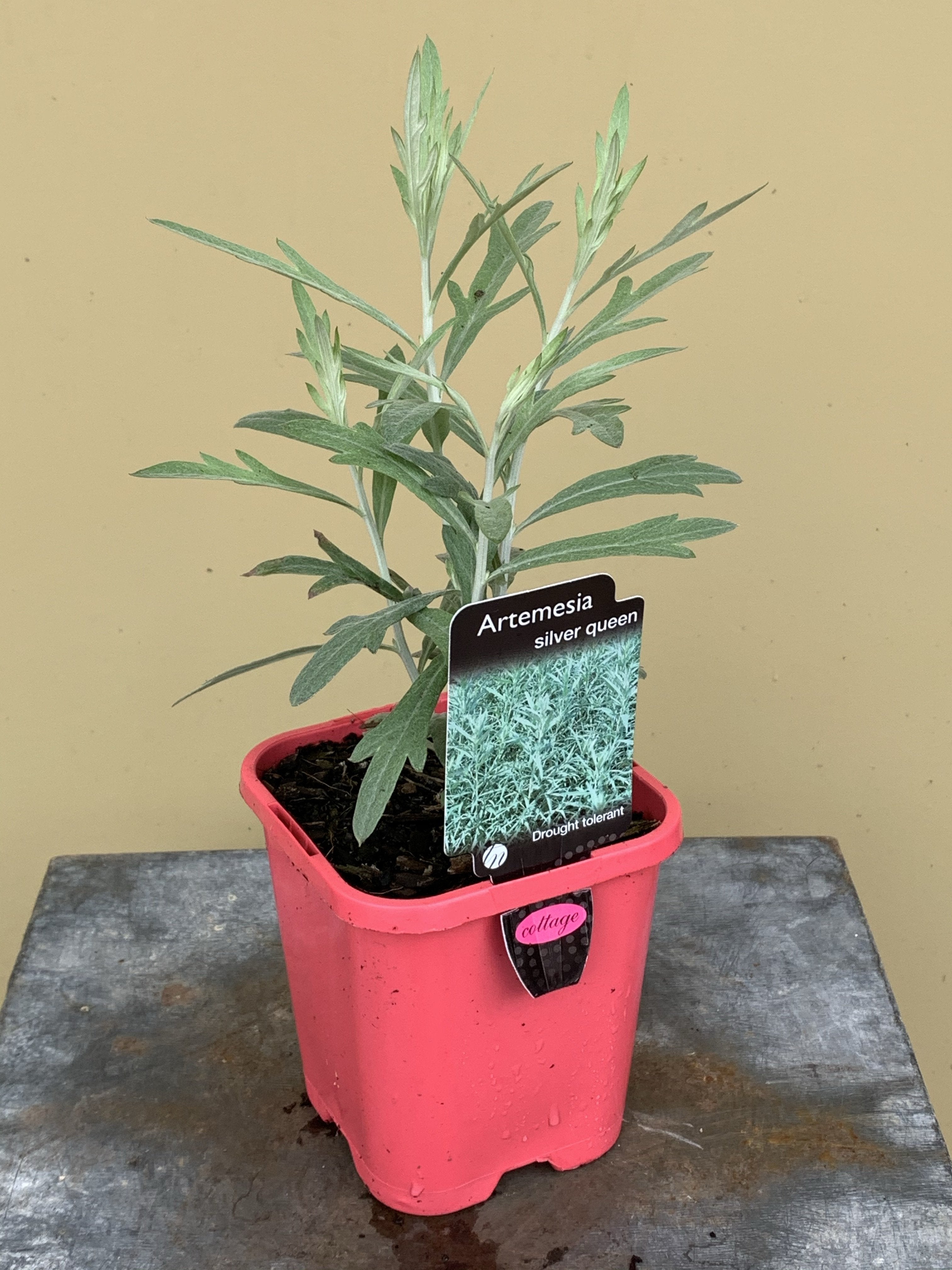 Artemisia ludoviciana 'Silver Queen' - Silver Foliage Perennial Plant for Landscaping, Drought-Tolerant Garden Decor, Borders & Xeriscaping