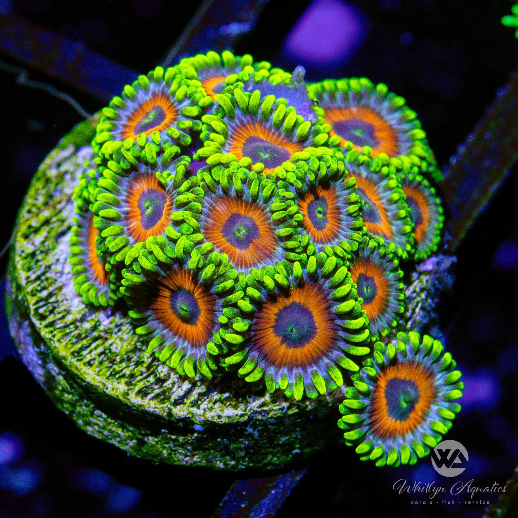 A28 Eagle Eye Zoa WYSIWYG Coral Frag - Premium Saltwater Aquarium Coral for Reef Tanks | Perfect for Nano Tanks, Coral Propagation & Marine Aquascaping