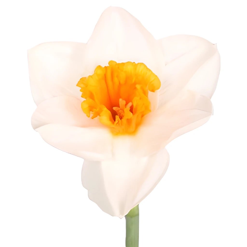 Blush Orange Daffodil Flowers - Fresh Cut Spring Bulbs for Wedding Bouquets, Home Decor & Garden Planting