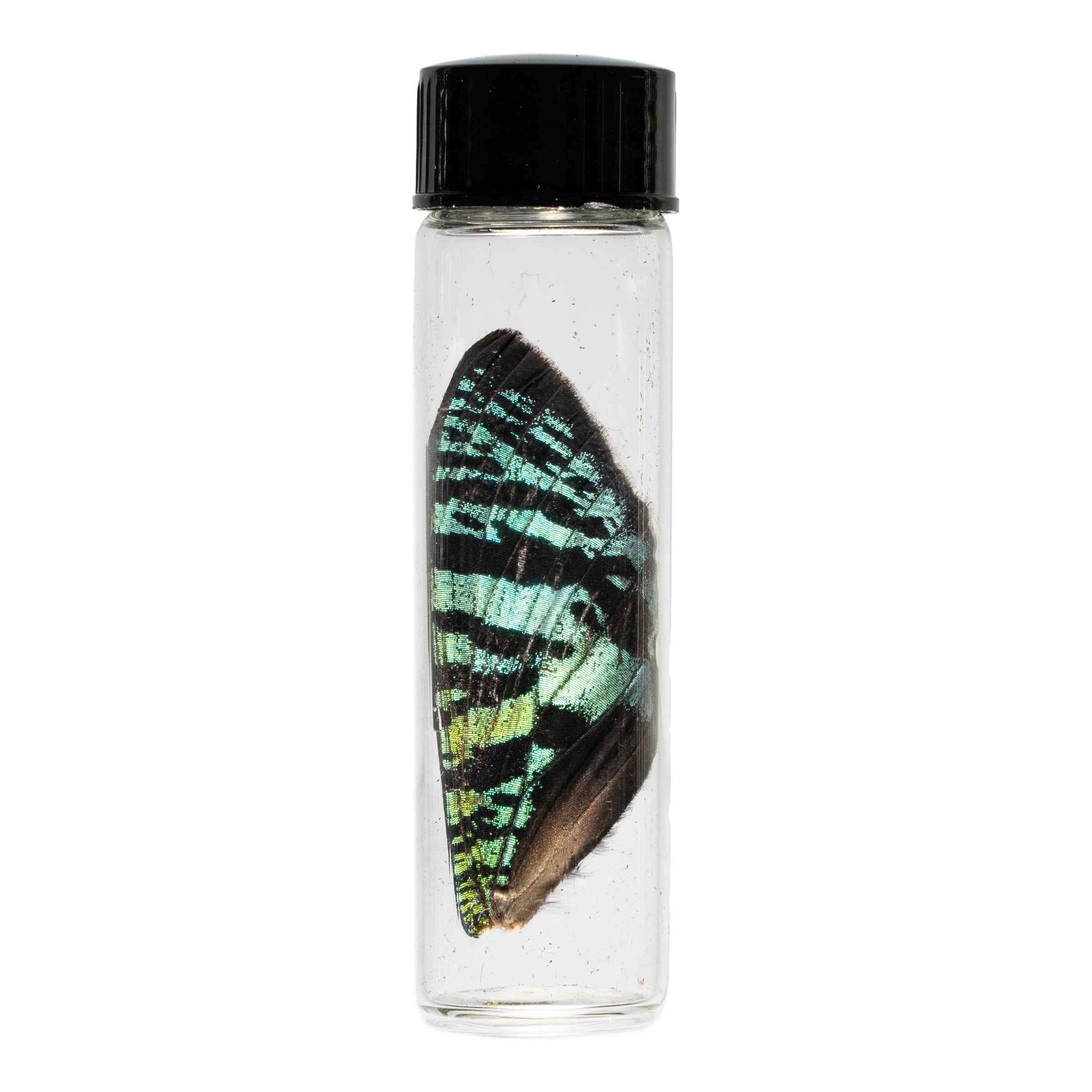 Real Sunset Moth Wing Specimen - Framed Butterfly Collection for Home Decor & Nature Lovers - Perfect for Wall Art, Science Display, and Unique Gift Ideas