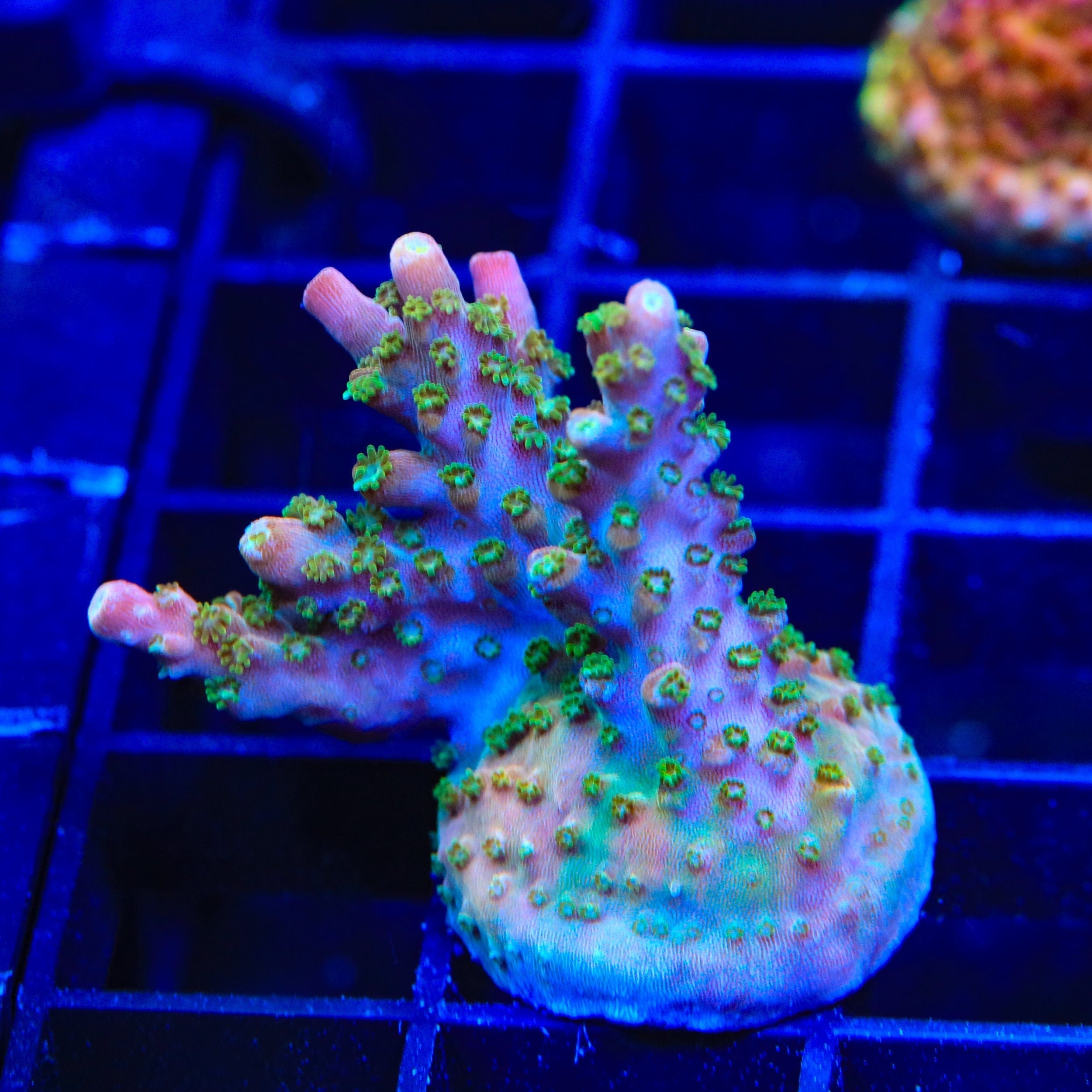 Premium BC Bubblebath Unicorn Acropora XL Frag Coral for Saltwater Aquariums - Perfect for Reef Tanks & Coral Propagation