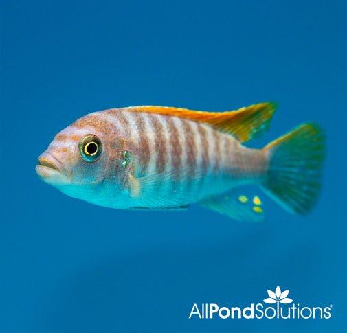 Premium Red Top Ice Blue Zebra Pseudotropheus Greshakei Cichlid - Live Tropical Fish for Aquarium & African Cichlid Tank Setup