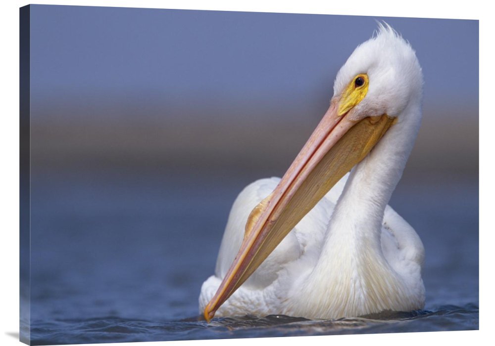 American White Pelican Canvas Wall Art Print - North America Wildlife Gallery Wrap Giclee by Tim Fitzharris | Home & Office Decor, Nature Lover Gift