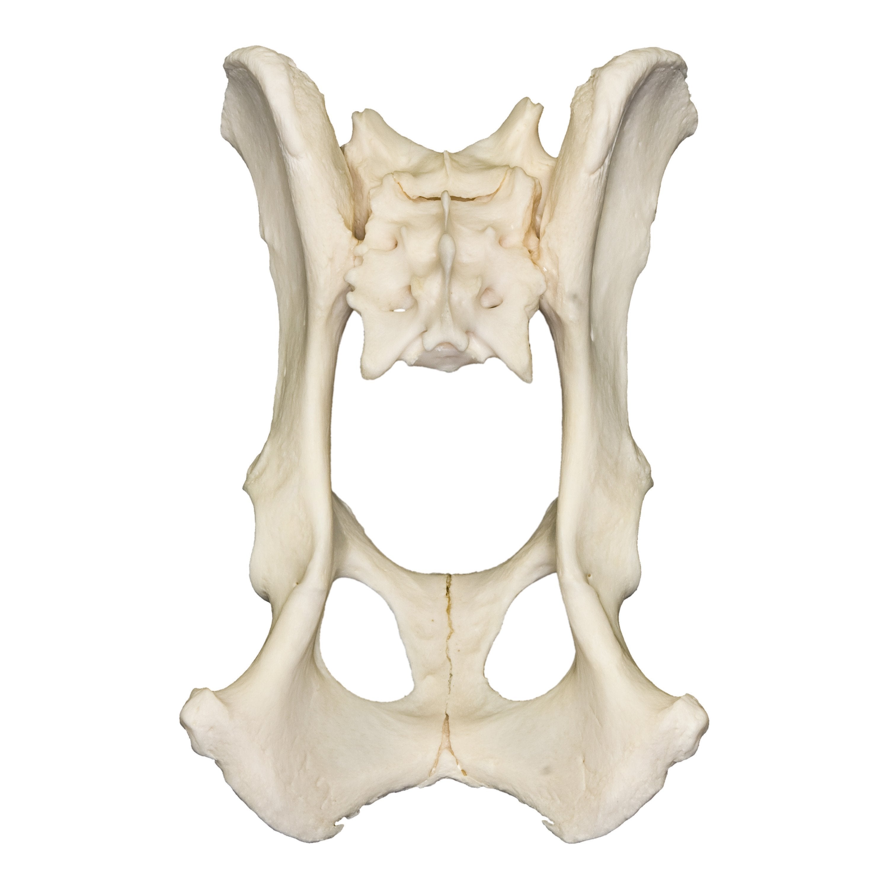 Authentic Domestic Dog Pelvis and Sacrum Bone - Perfect for Veterinary Studies, Anatomy Education, and Taxidermy Projects