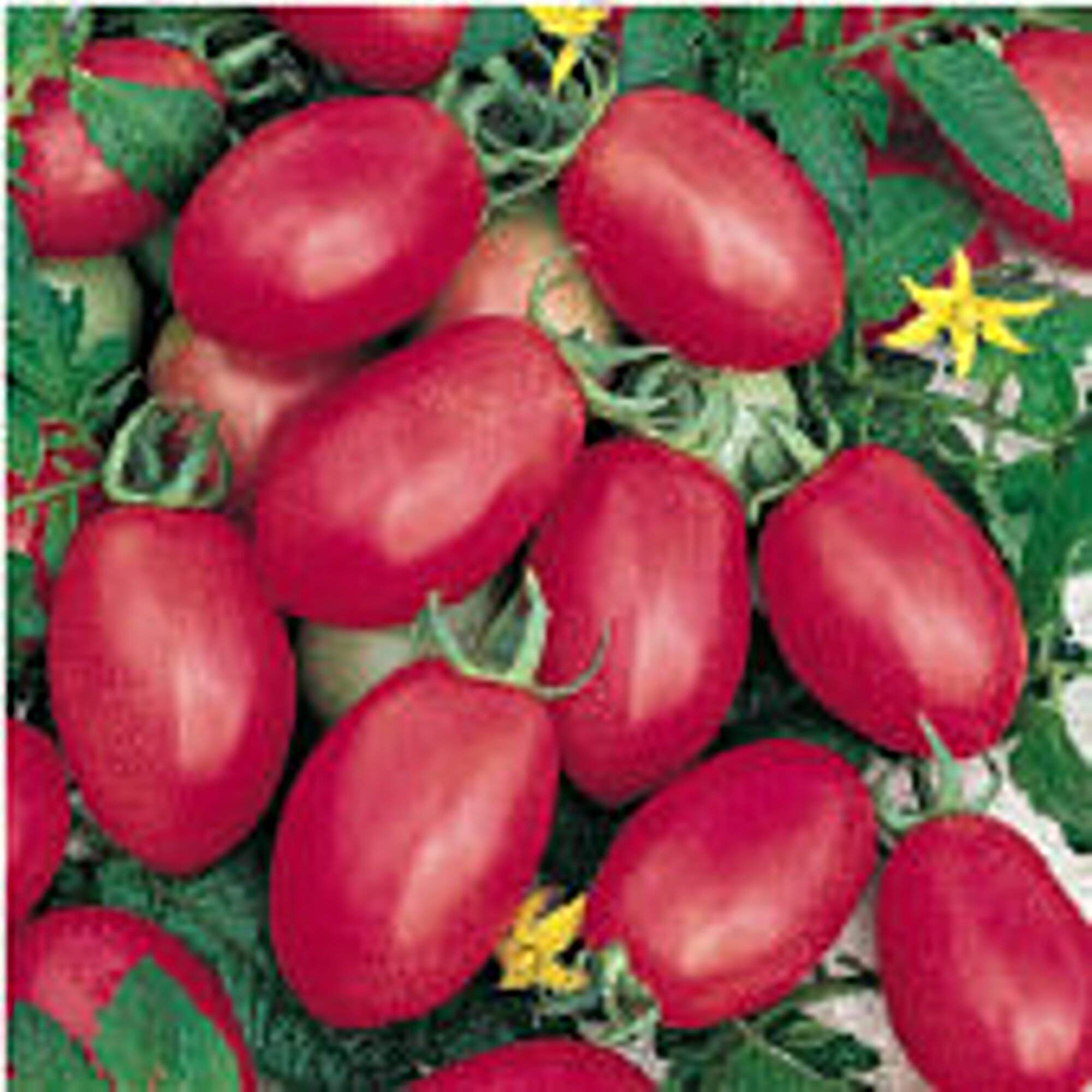 Non-GMO Porter Tomato Seeds (20+ Seeds) - Heirloom Vegetable Seeds for Planting | Home Garden, Greenhouse, or Container Growing | Fresh Tomatoes for Salads, Sauces & Canning
