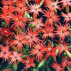 Silene Laciniata Starburst 1000 Seeds - Rare Wildflower Seeds for Garden Planting, Landscaping & Butterfly Gardens - Perfect for Borders, Rock Gardens & Pollinator-Friendly Yards
