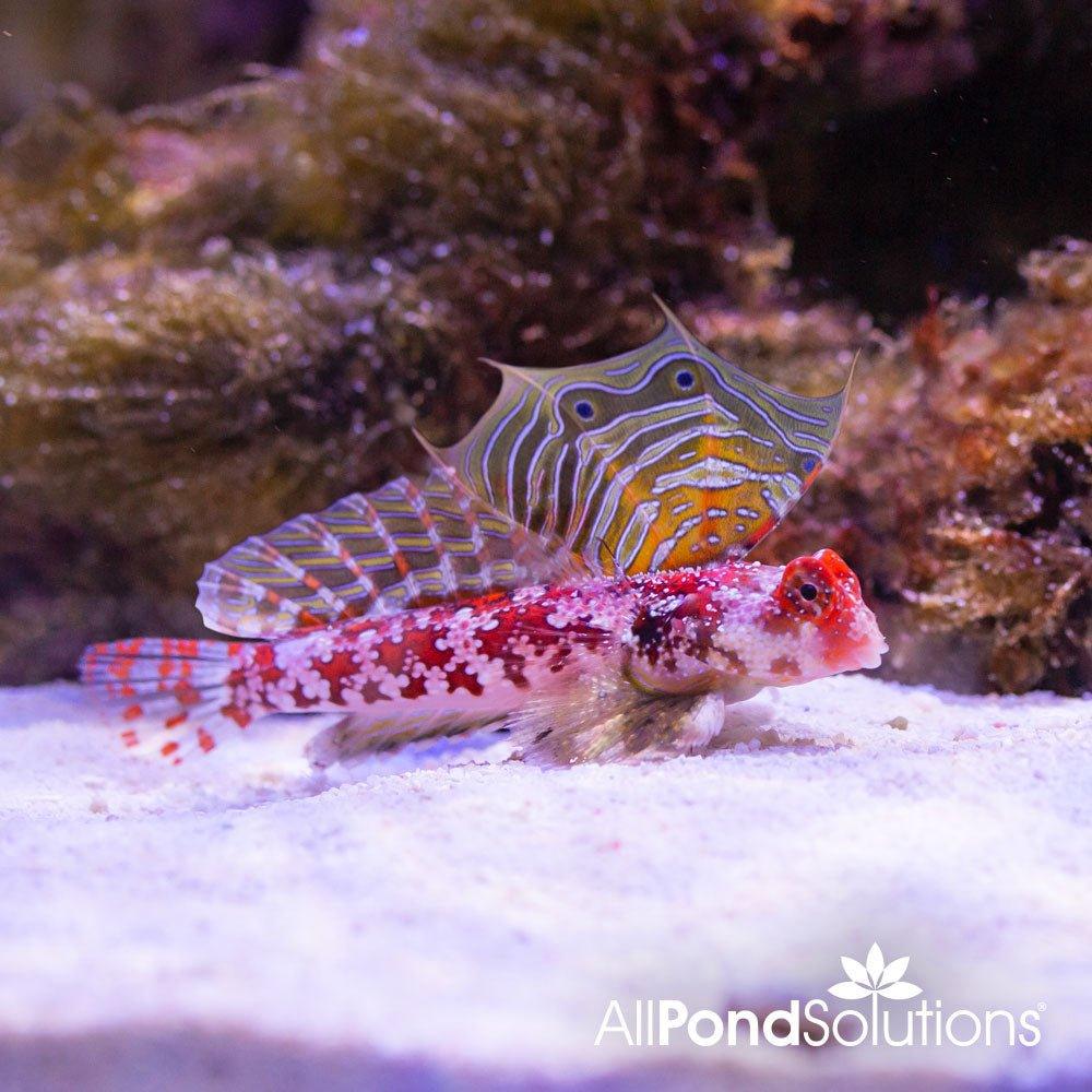 Pink Scooter Blenny Fish (Synchiropus stellatus) - Saltwater Aquarium Fish for Reef Tanks & Marine Aquascaping