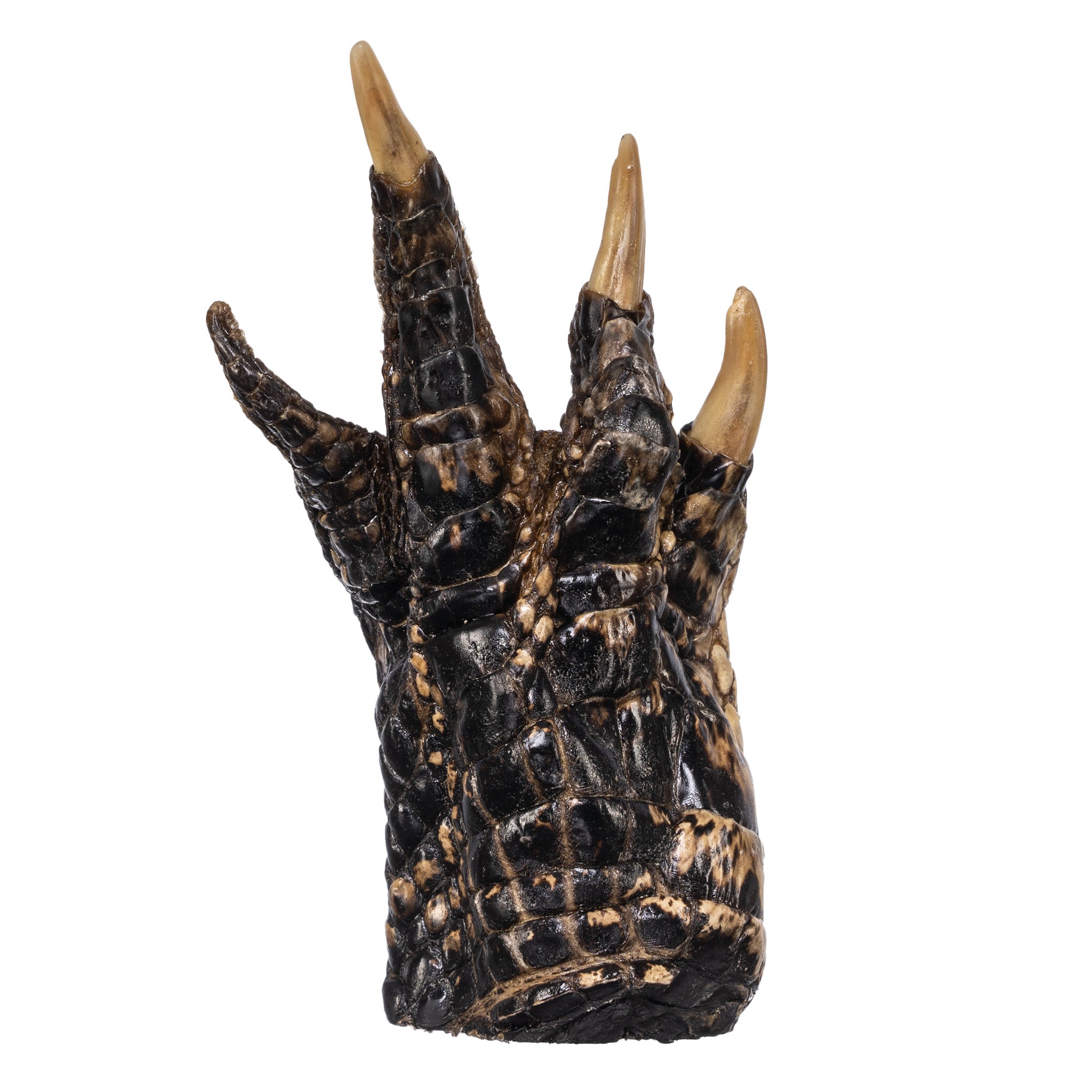 Freeze Dried Alligator Foot - Exotic Snack, Unique Gift & Novelty Item for Parties, Halloween, and Home Decor