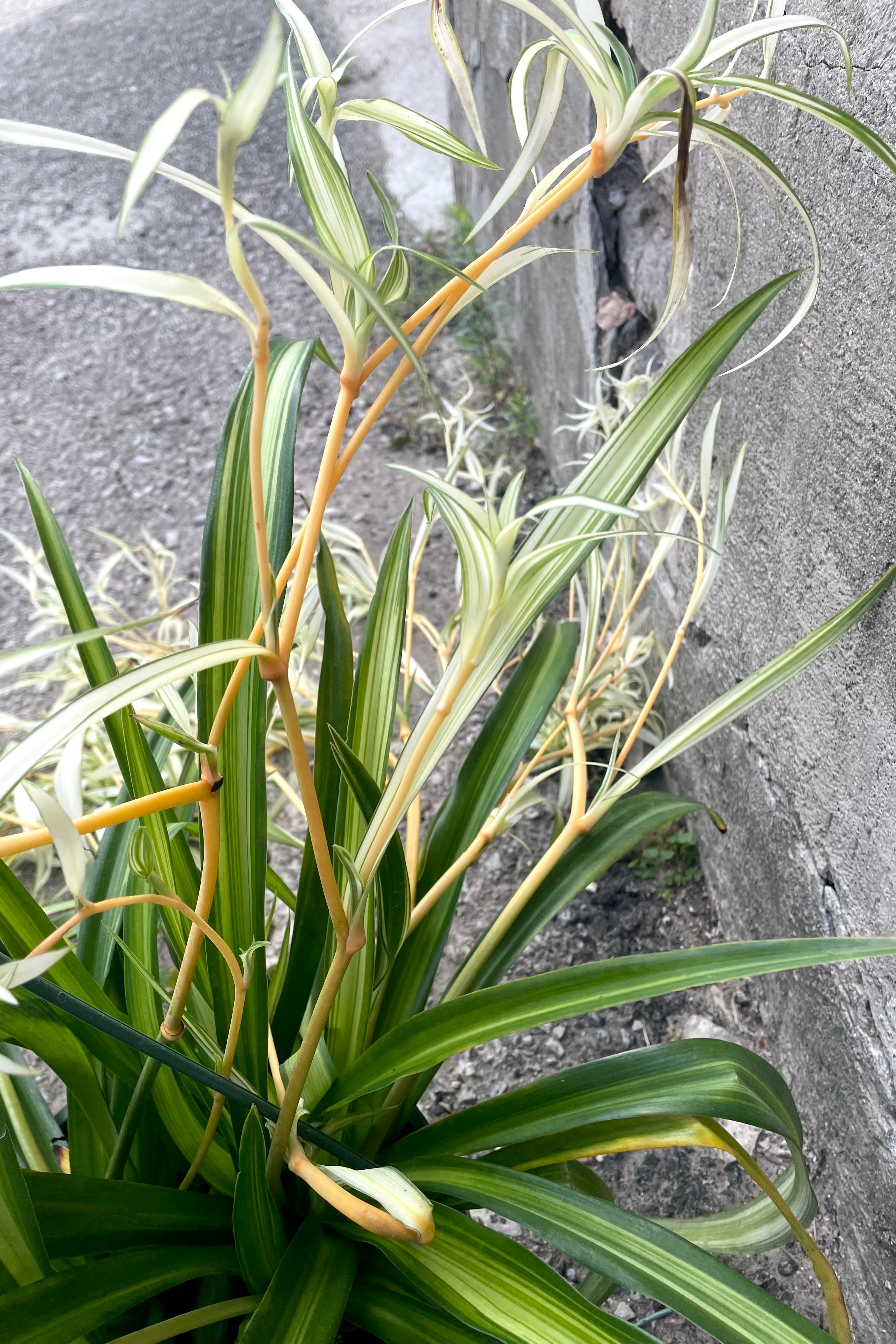 Hawaiian Spider Plant (Chlorophytum comosum) - 8