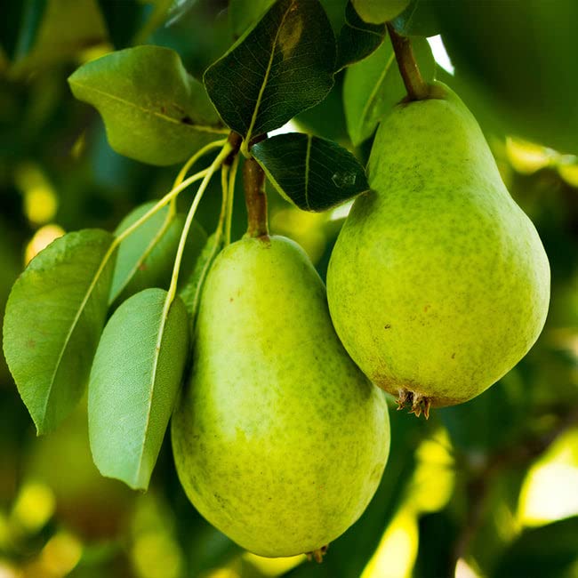 Beurre D'Anjou Pear Tree 4-6 ft | Sweet Delicious Fruit Trees for Home Garden & Orchard | Perfect for Fresh Eating, Baking & Canning