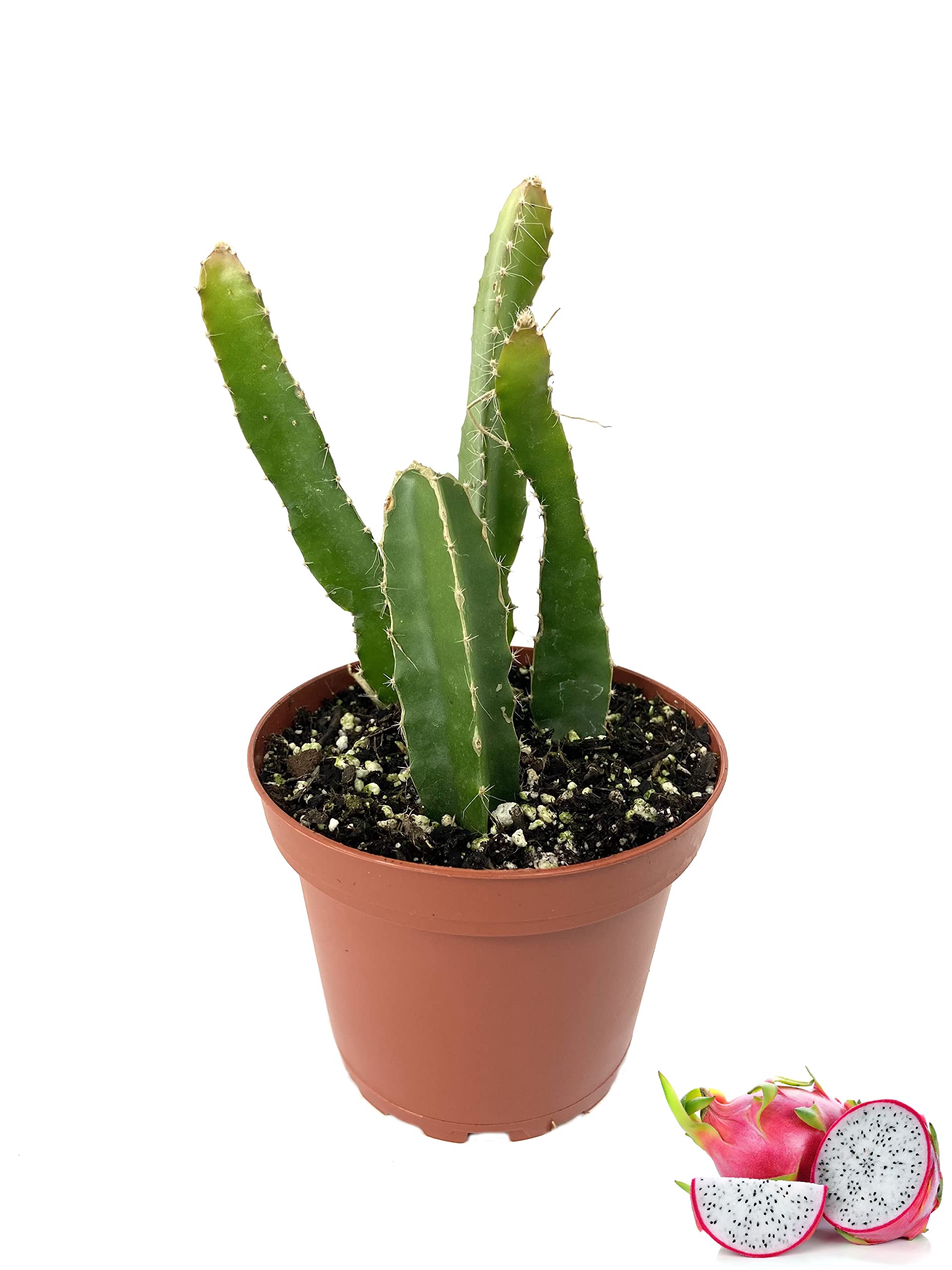Dragon Fruit Tree (Hylocereus Undatus) - 5 Live Tropical Fruit Plants in 4 Inch Pots - Edible Pitaya Cactus from Florida - Perfect for Home Gardens, Indoor Decor & Healthy Snacking