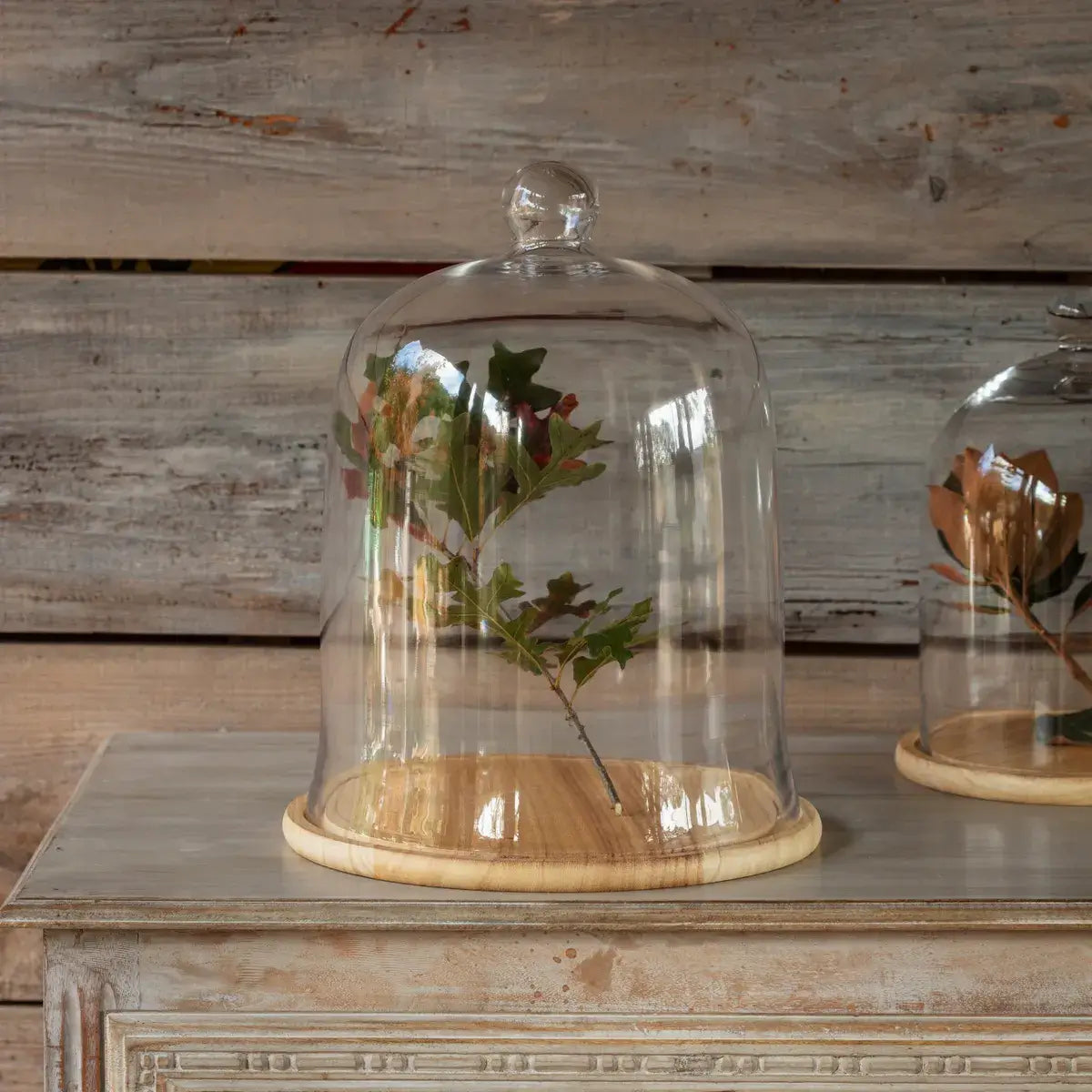 Glass Cloche with Wooden Base Set - Display Dome for Wedding Centerpieces, Cake Stand, Terrarium, and Home Decor