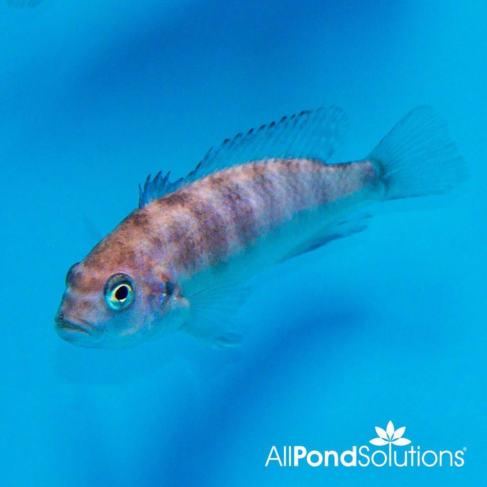 Blue Zebra Mbuna Cichlid (Pseudotropheus zebra) - Live Tropical Fish for Aquarium | Perfect for African Cichlid Tanks & Aquascaping