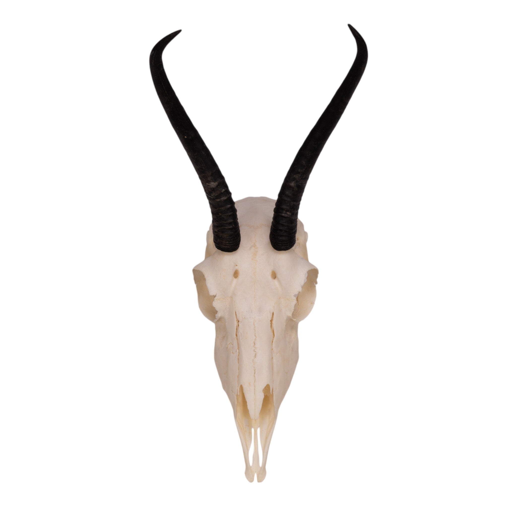 Authentic Female Springbok Skull Taxidermy - Rare African Wildlife Trophy for Home Decor, Hunting Lodge Display & Unique Gift Idea