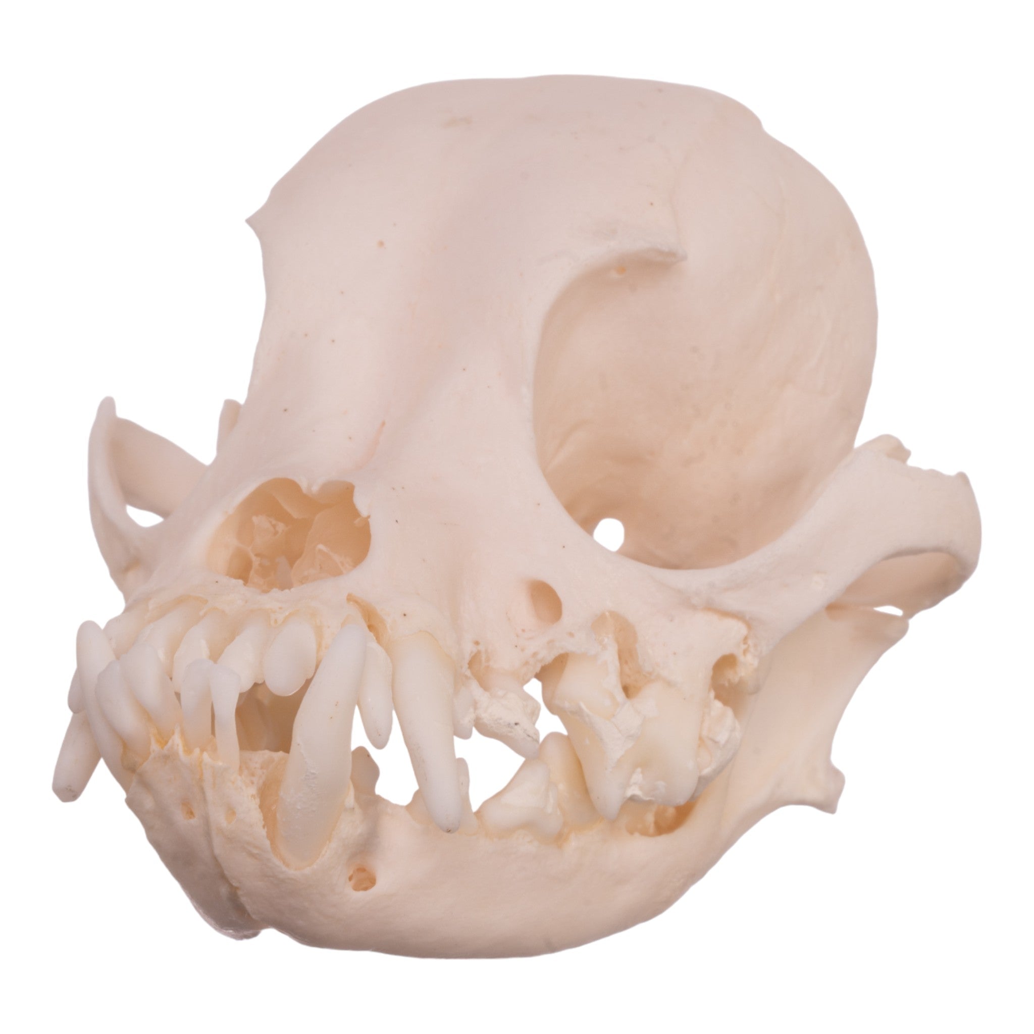 Authentic Pekingese Dog Skull for Veterinary Study - Real Domestic Canine Skull with Periodontal Details for Anatomy & Dental Research