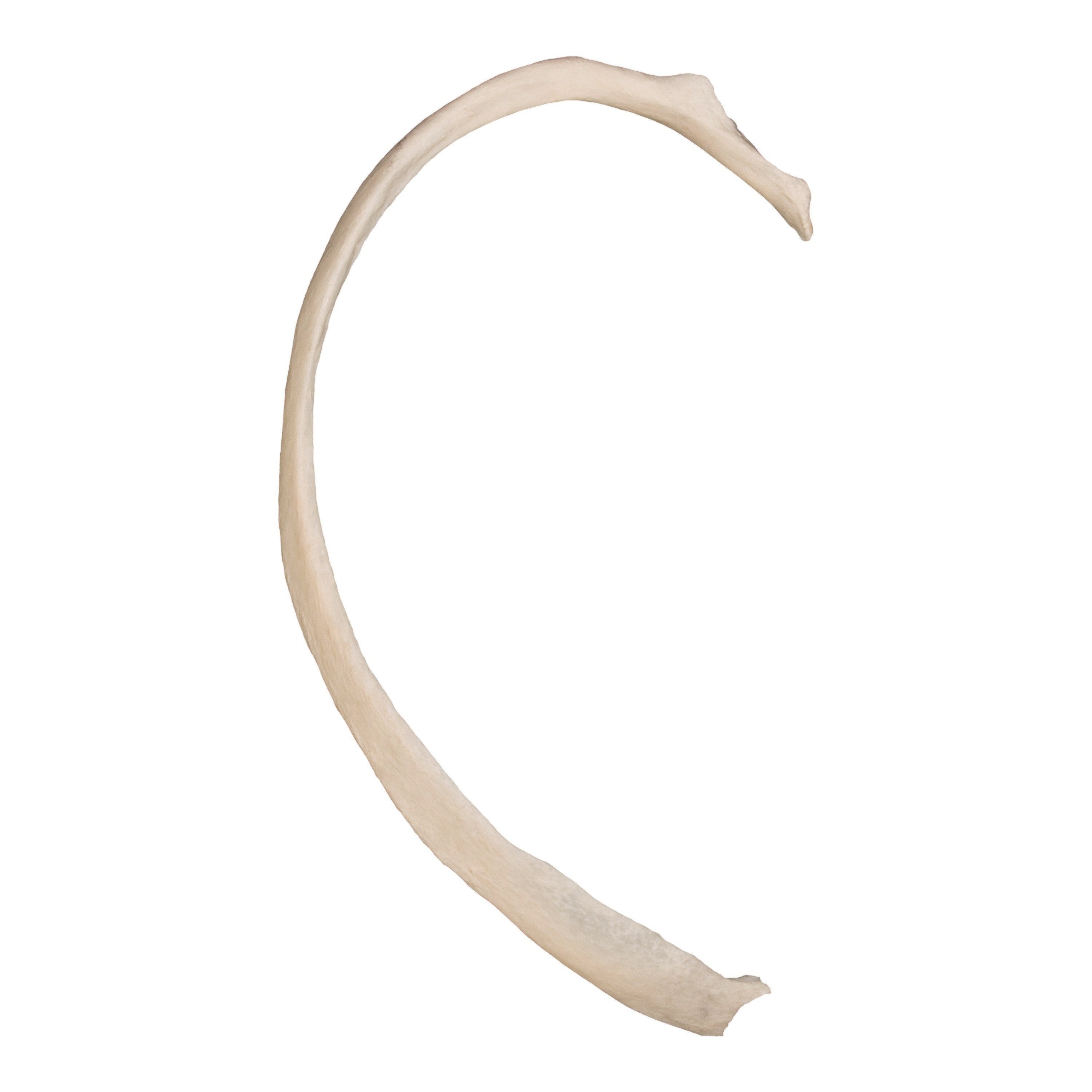 18 Inch Real Human Rib Bone - Perfect for Halloween Decor, Medical Study, and Gothic Home Decor