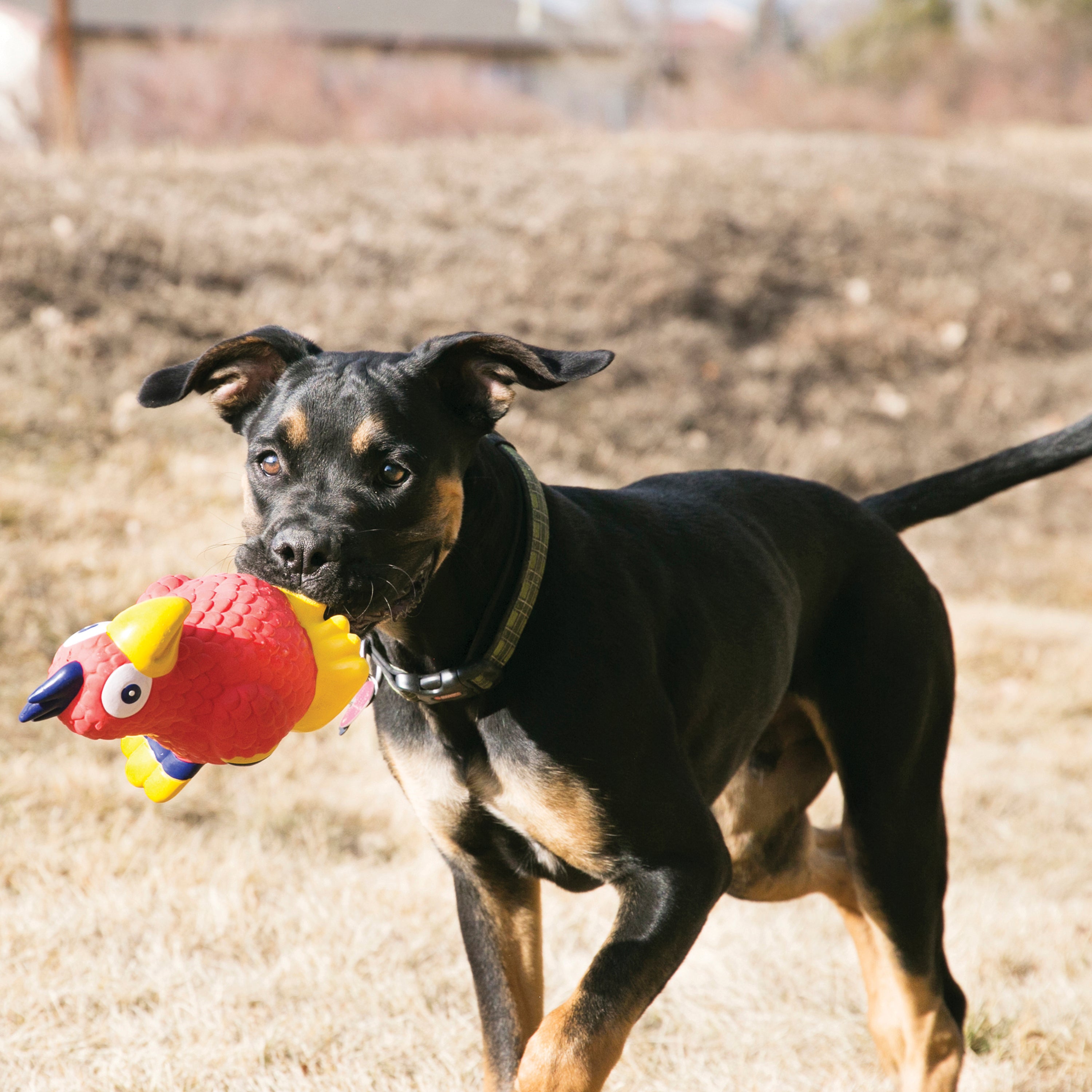 Kong Wiggi Dog Toy with Squeaker - Fun Chew Toy for Small & Large Dogs - Perfect for Playtime, Training & Teething Relief
