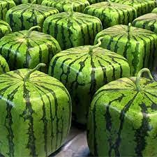 30pcs Geometric Square Watermelon Seeds - Unique Dichondra Fruit Seeds for Home Gardening, DIY Planting Projects, and Edible Landscaping