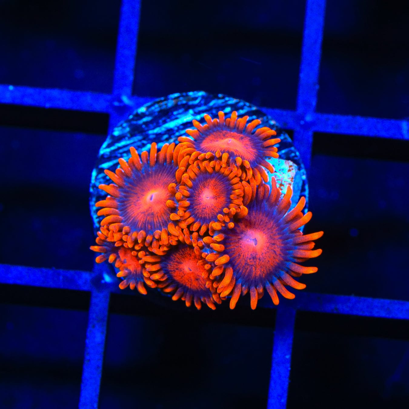 Bam Bam Zoanthids Coral - Vibrant Saltwater Aquarium Coral for Reef Tanks | Perfect for Marine Aquascaping & Coral Propagation