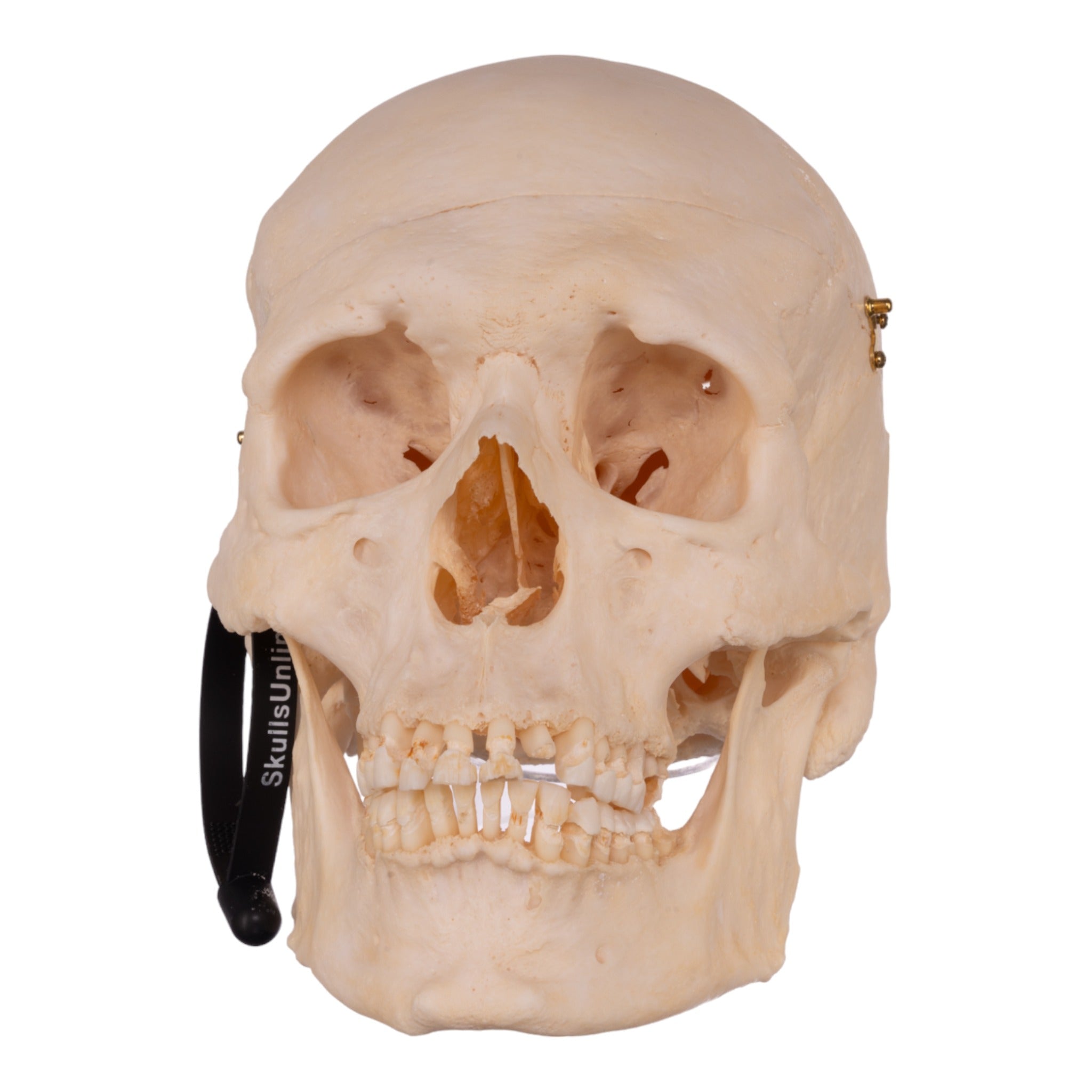 Premium Anatomical Human Skull Model - Accurate Medical & Educational Tool for Students, Doctors & Researchers | Perfect for Anatomy Study, Classroom Teaching & Medical Training