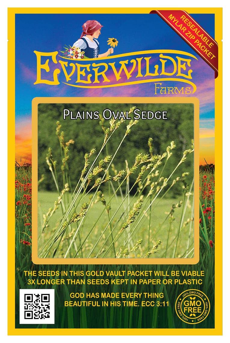 Everwilde Farms - 1000 Plains Oval Sedge Native Grass Seeds (Carex brevior) - Gold Vault Jumbo Seed Packet for Landscaping, Erosion Control & Wildlife Habitat