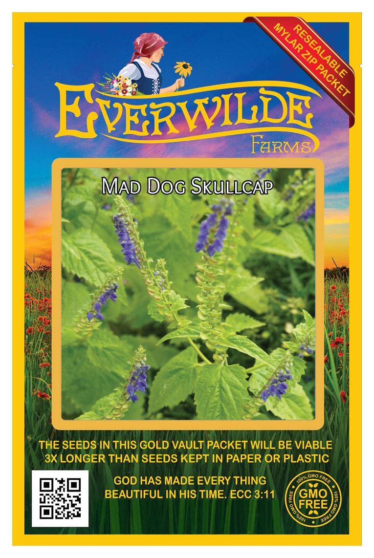 300 Mad-Dog Skullcap Native Wildflower Seeds - Non-GMO, Organic, Heirloom Seeds for Pollinator Gardens & Medicinal Herbs - Everwilde Farms Gold Vault Seed Packet - Perfect for Butterfly Gardens, Bee Habitats & Natural Remedies