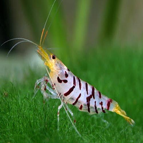 Premium Tiger Shrimp (Caridina cantonensis) - Live Freshwater Aquarium Shrimp for Nano Tanks, Aquascaping & Breeding | Perfect for Planted Tanks, Shrimp Colonies & Aquatic Ecosystems