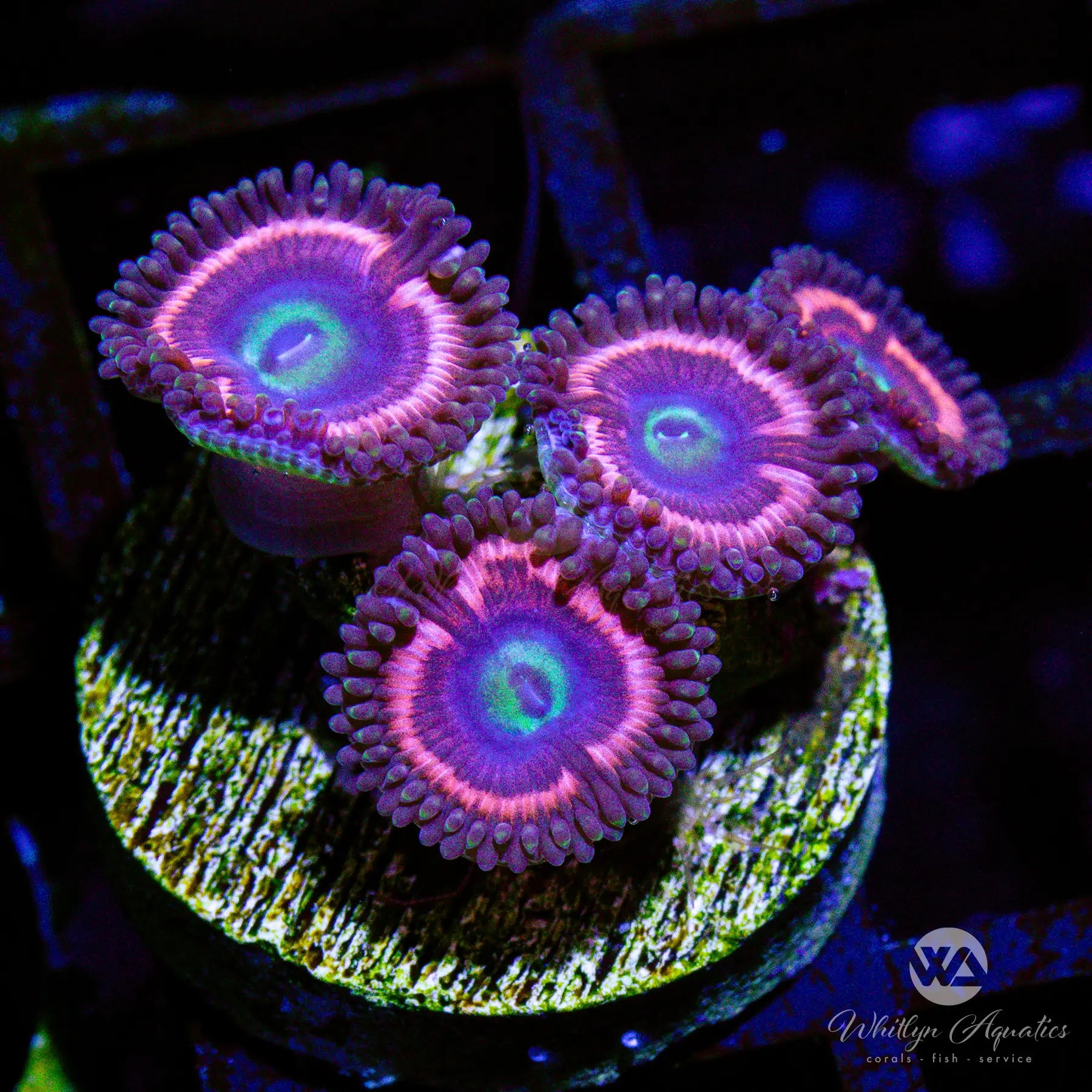 A15 Pink Cat Eye Zoa Coral - WYSIWYG Live Coral for Saltwater Aquariums | Perfect for Reef Tanks & Marine Aquascaping