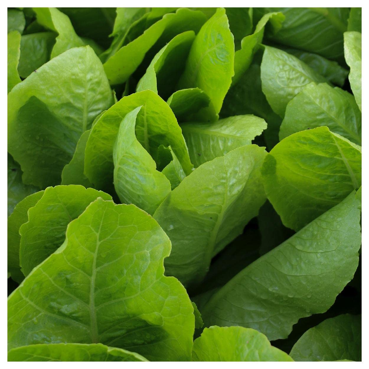 Everwilde Farms - 1 Lb Jericho Lettuce Seeds - Non-GMO, Heirloom, Organic - Gold Vault Packaging - Perfect for Home Gardening, Hydroponics & Commercial Farming