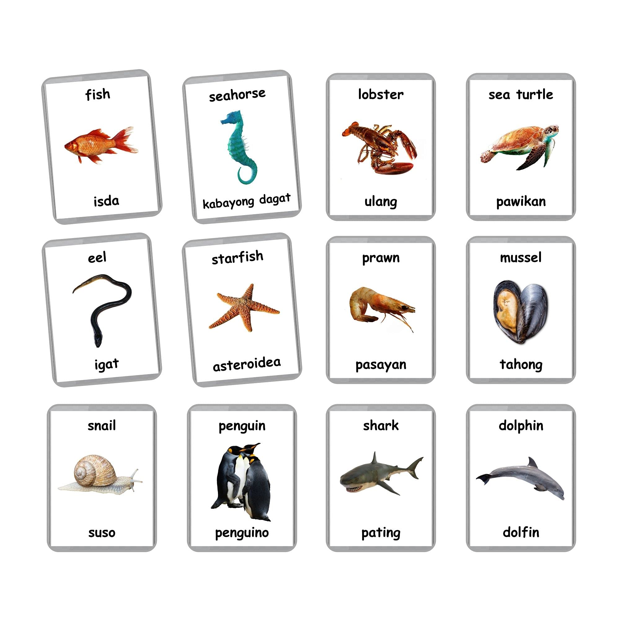 Sea Animals Flash Cards - 26 Laminated Ocean & Water Animal Flashcards for Homeschooling | Bilingual English & Filipino Educational Cards | Perfect for Preschool Learning & Marine Life Education