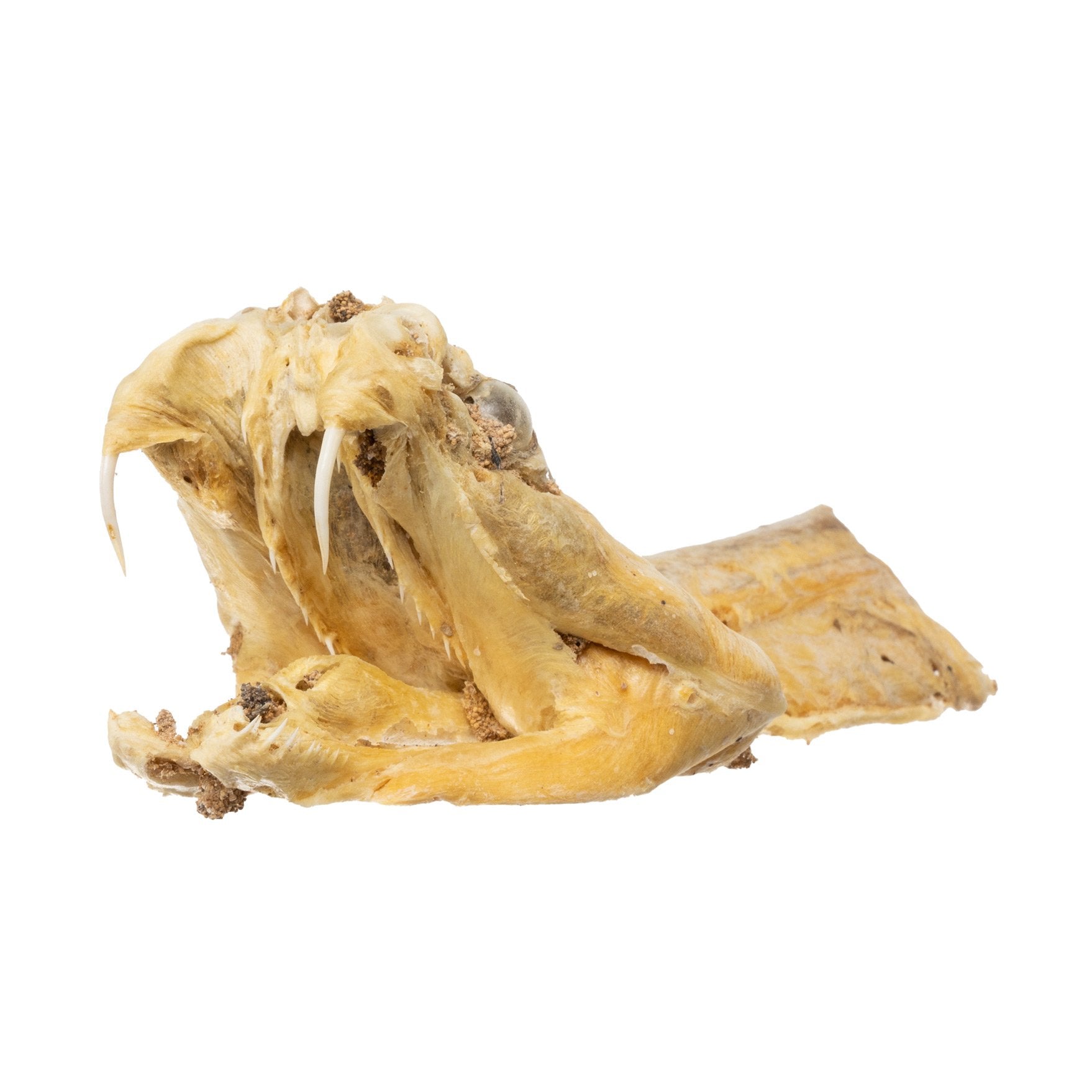 Preserved Rattlesnake Head - Authentic Taxidermy Specimen for Home Decor, Western Style, and Unique Gifts - Perfect for Halloween, Cabin Decor, and Oddity Collections