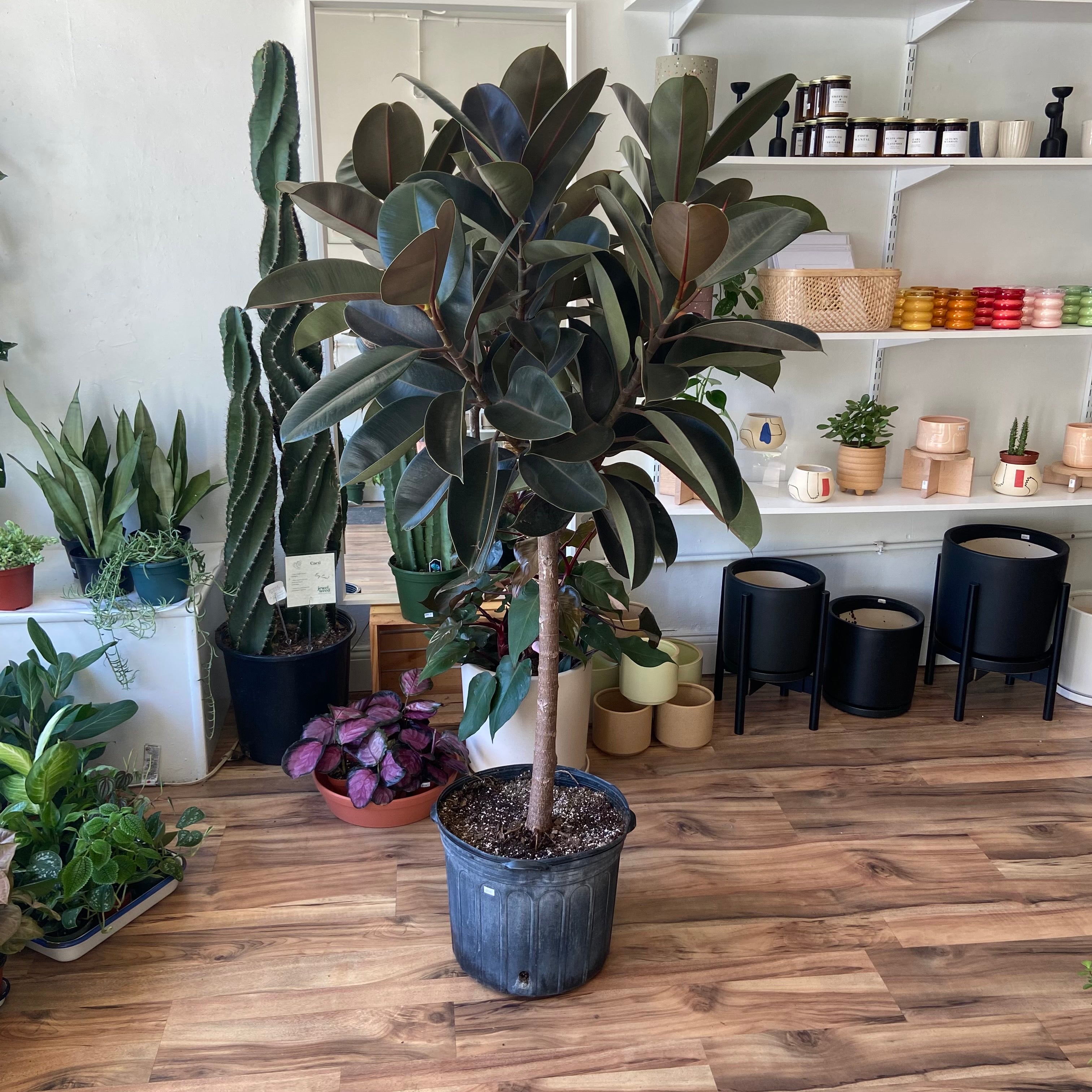 Ficus Elastica Rubber Plant - Indoor Live Houseplant for Home Decor, Office & Garden - Easy Care Air Purifying Tree for Beginners