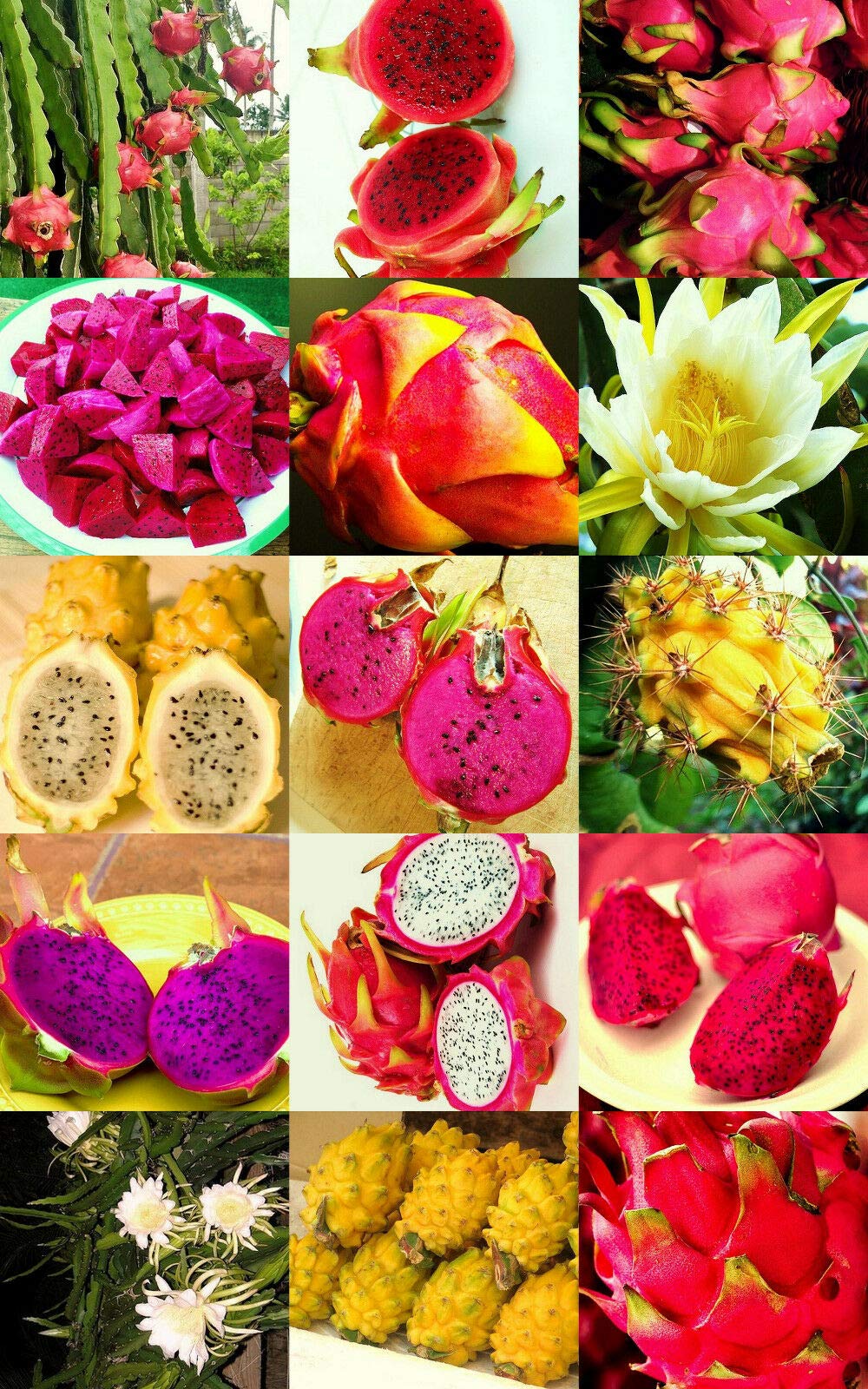 500 Pitaya Dragon Fruit Seeds Mix - Hylocereus Undatus Cactus Succulent Edible Fruit Seeds for Home Garden Planting | Grow Exotic Tropical Fruits for Smoothies, Desserts & Healthy Snacks