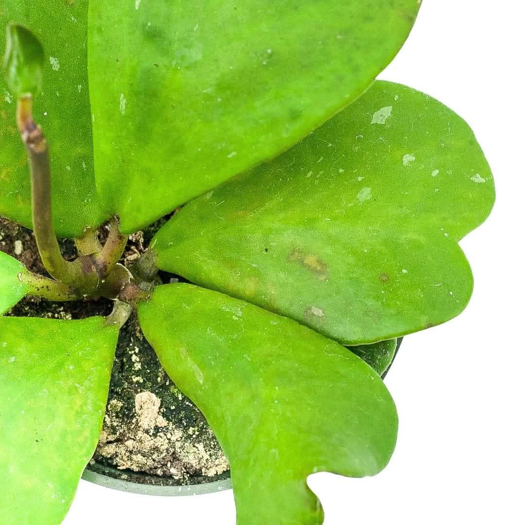 Sweetheart Hoya (Hoya Kerrii) - Heart-Shaped Succulent Plant for Home Decor, Valentine's Gift & Office Desk Plant - Perfect for Indoor Gardening, Wedding Favors, and Romantic Gifts