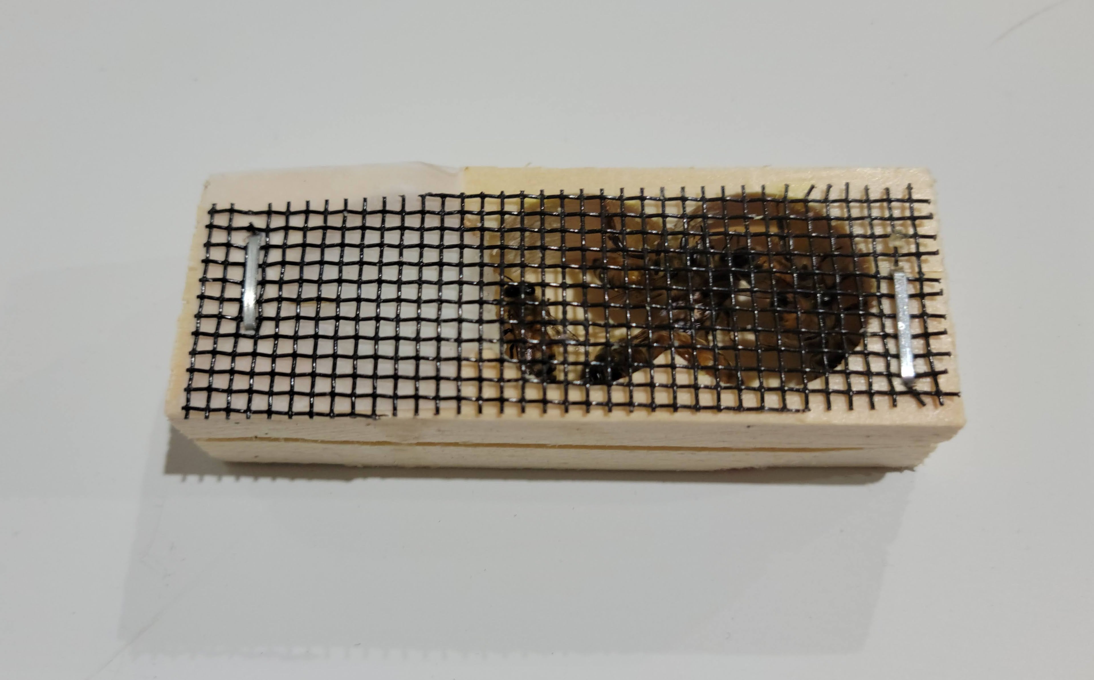 Russian Hybrid Queen Bee for Sale - Fast Priority Mail Shipping | Perfect for Beekeeping & Honey Production