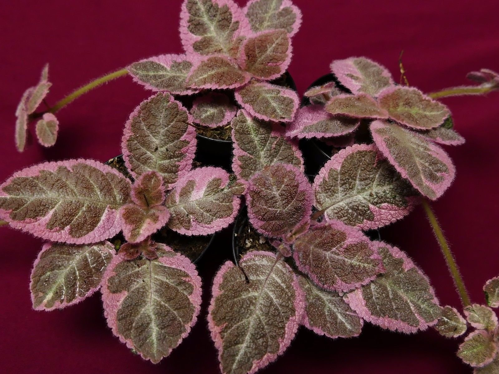 Episcia Pink Smoke - 2 Inch Live Gesneriad House Plant for Terrariums, Indoor Gardens & Home Decor