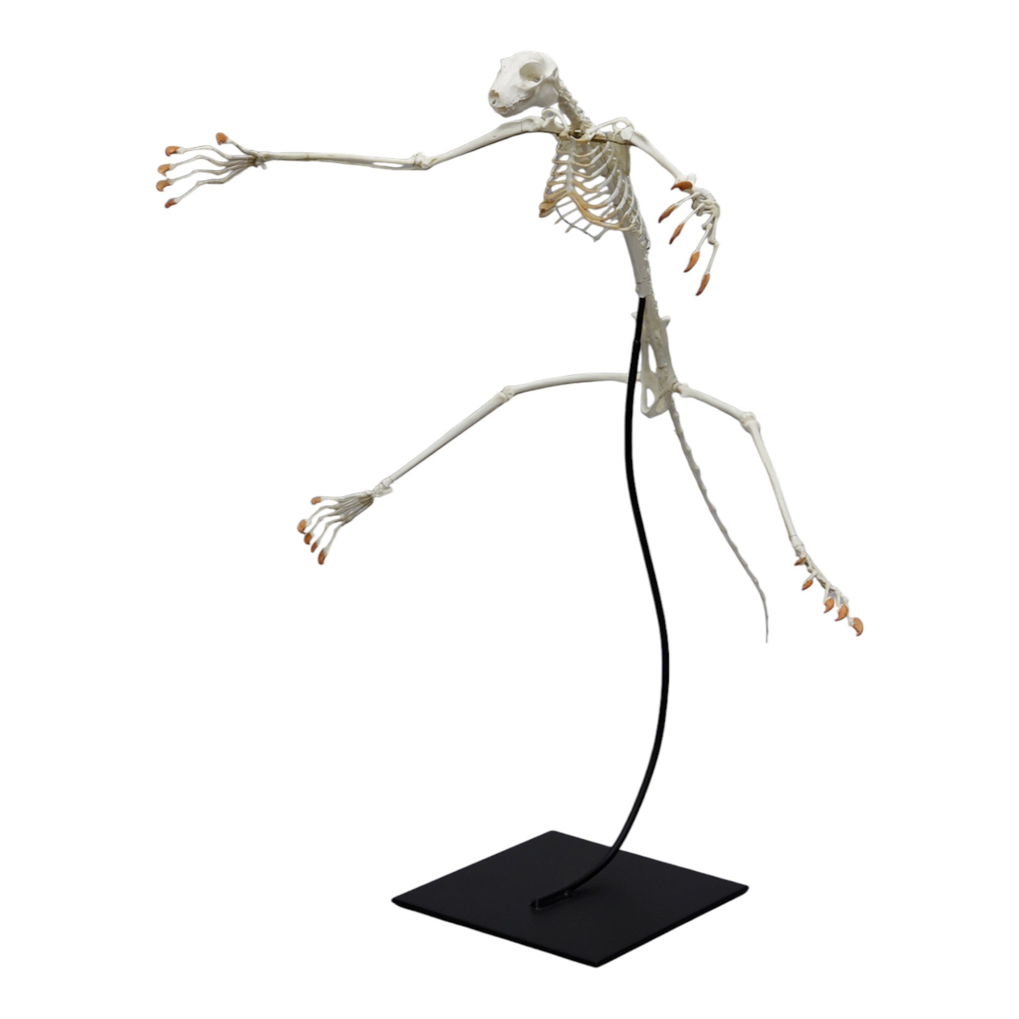 Authentic Replica of Philippines Flying Lemur Skeleton - Articulated & Lifelike Display for Science Education, Home Decor, and Museum Exhibits