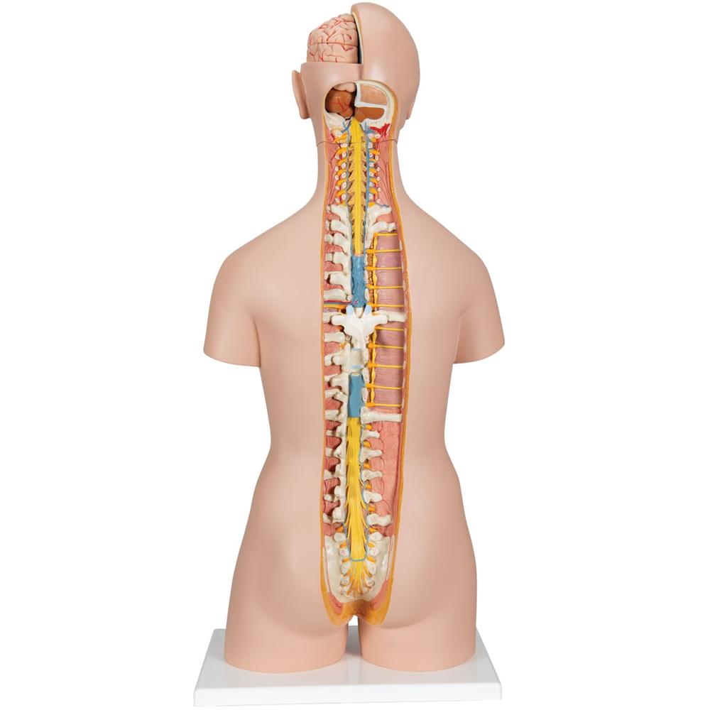 Unisex Anatomical Torso Model with Removable Ribs & Open Back - 21-Part Human Body Anatomy Kit for Medical Students & Science Education