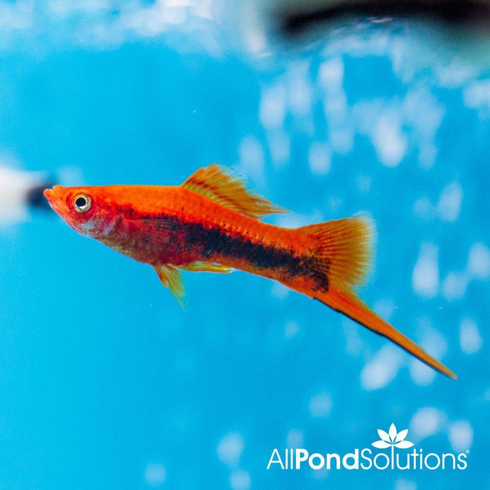 Tuxedo Swordtail Fish (Xiphophorus hellerii) - Live Aquarium Fish for Tropical Tanks, Community Aquariums & Home Decor