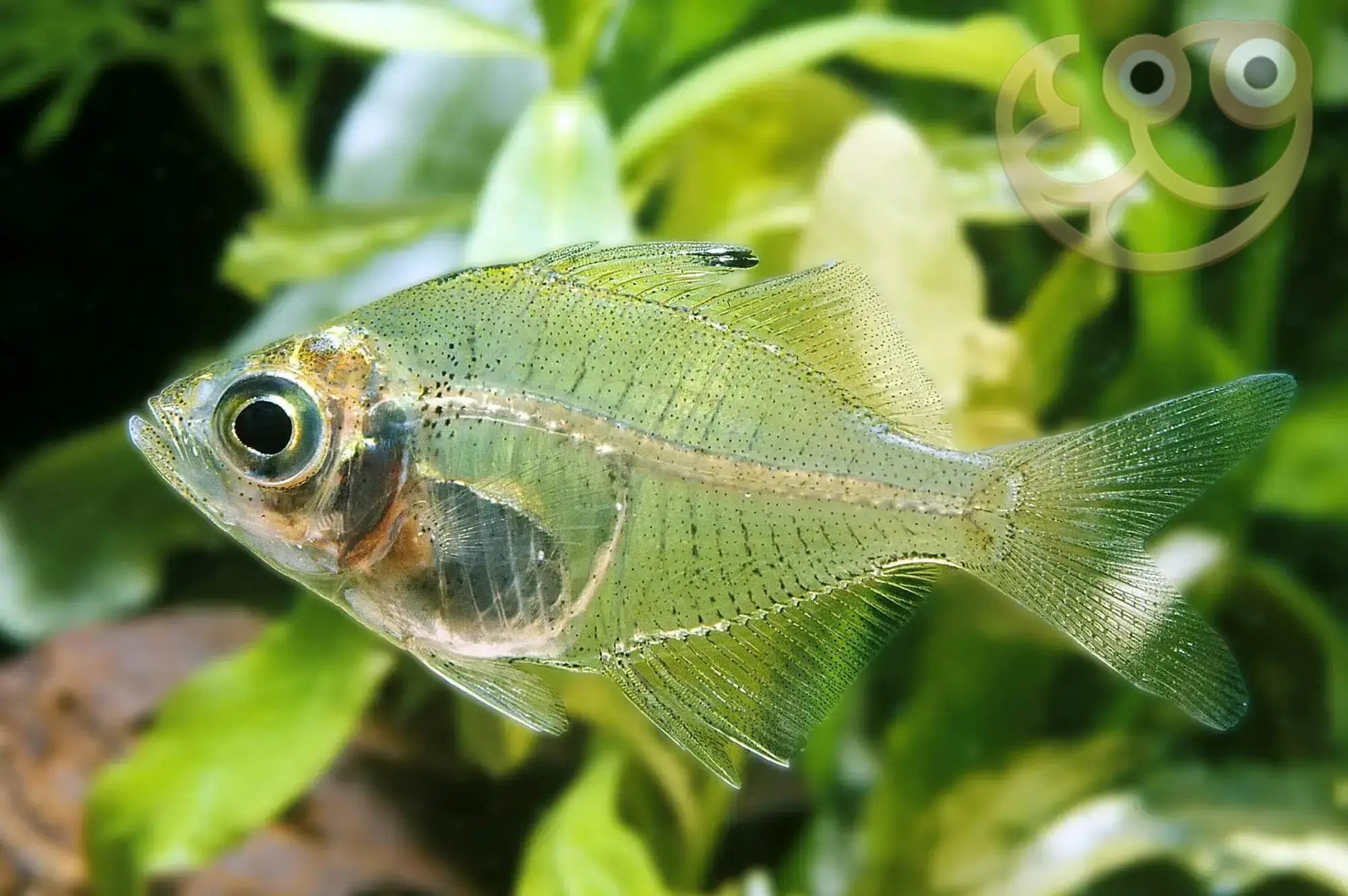 Premium Handmade Indian Glass Fish Decor - Elegant Home & Office Decoration, Unique Gift Idea for Fish Lovers - Perfect for Aquarium, Tabletop, Bookshelf & Feng Shui Display