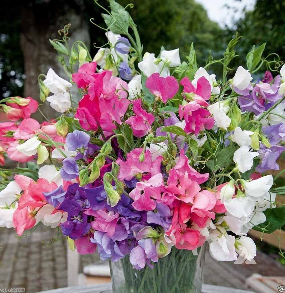 Sweet Pea 'Bijou Mix' Seeds - Lavender, Pink, Purple, Red, Salmon, White (50 Seeds) | Annual Flowering Vine for Gardens, Bouquets & Landscaping