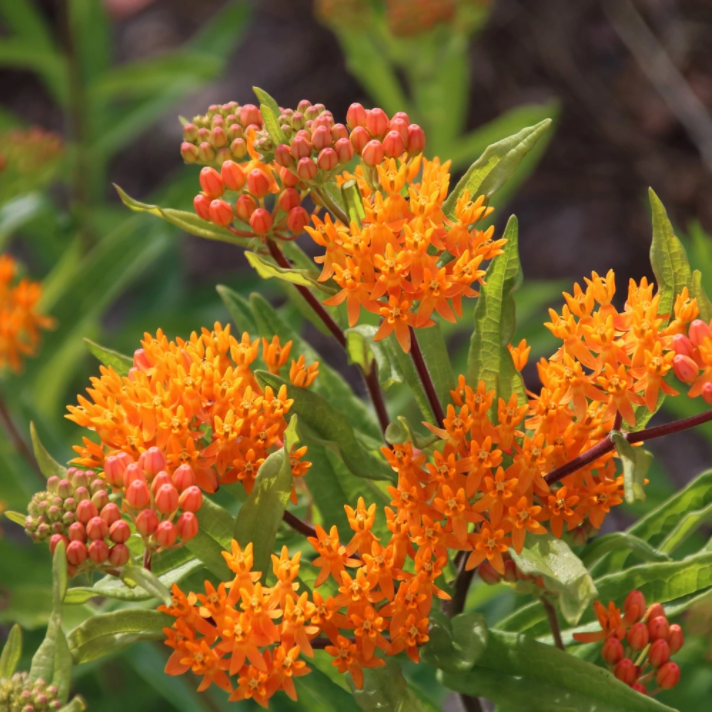 Butterfly Weed Seeds for Planting - Attract Monarch Butterflies & Pollinators - Native Wildflower Garden Art Pack - Perfect for Outdoor Gardens, Landscaping & Butterfly Habitats