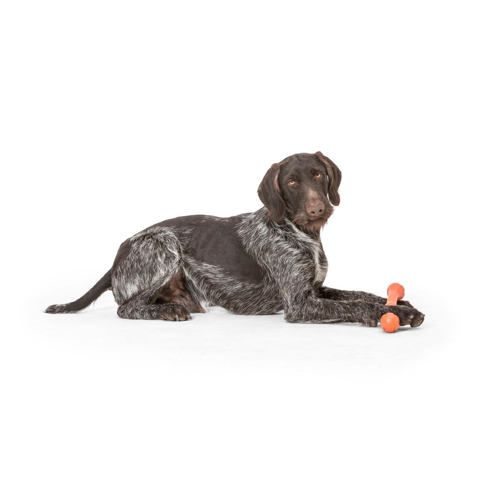 West Paw® ZWIG Dog Toy - Soft Chew Toy for Dogs, Durable & Non-Toxic - Perfect for Fetch, Chewing & Playtime Indoors/Outdoors