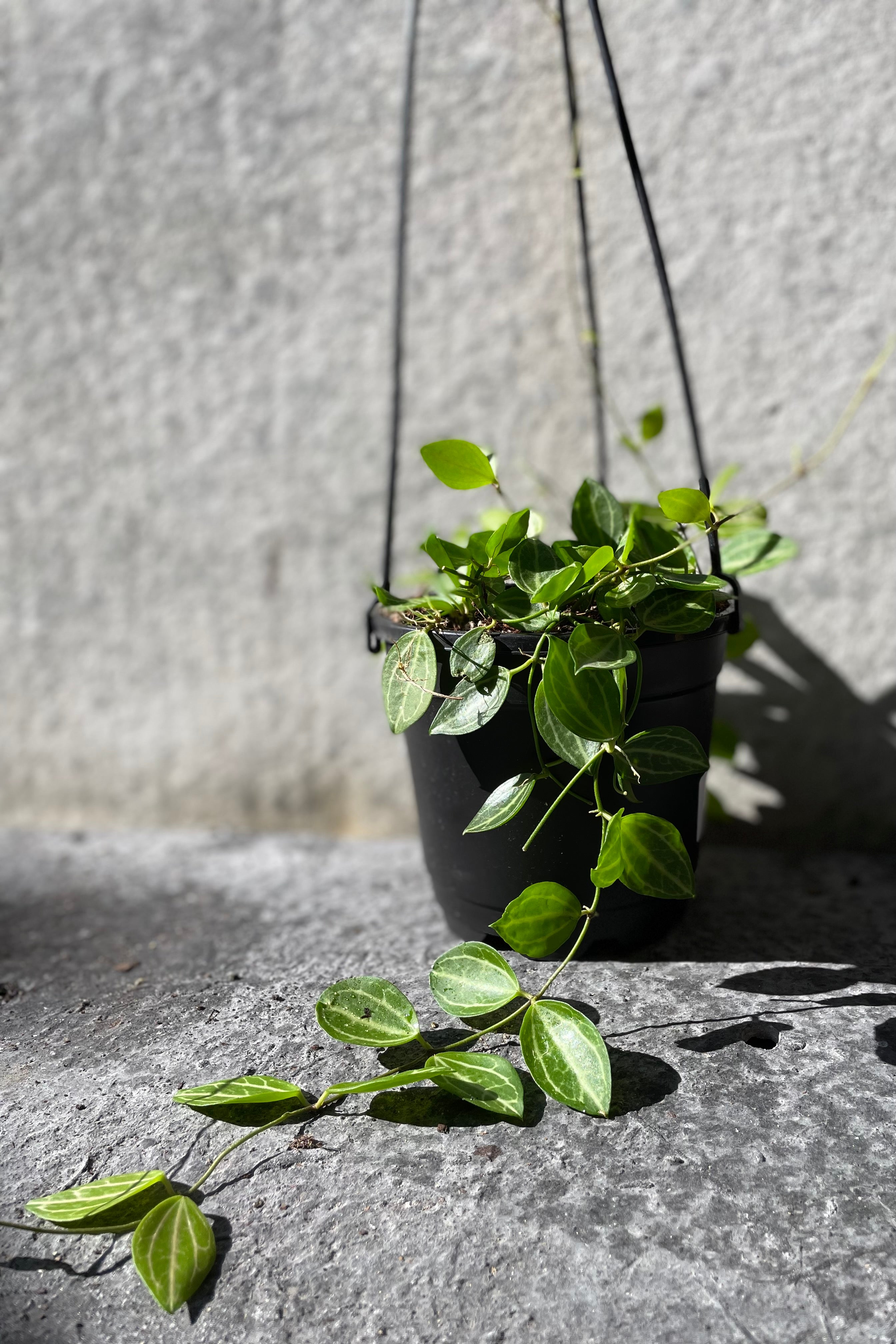 Dischidia Ovata 4.5 Inch Hanging Basket - Rare Watermelon Dischidia Plant for Home Decor, Office & Indoor Gardening
