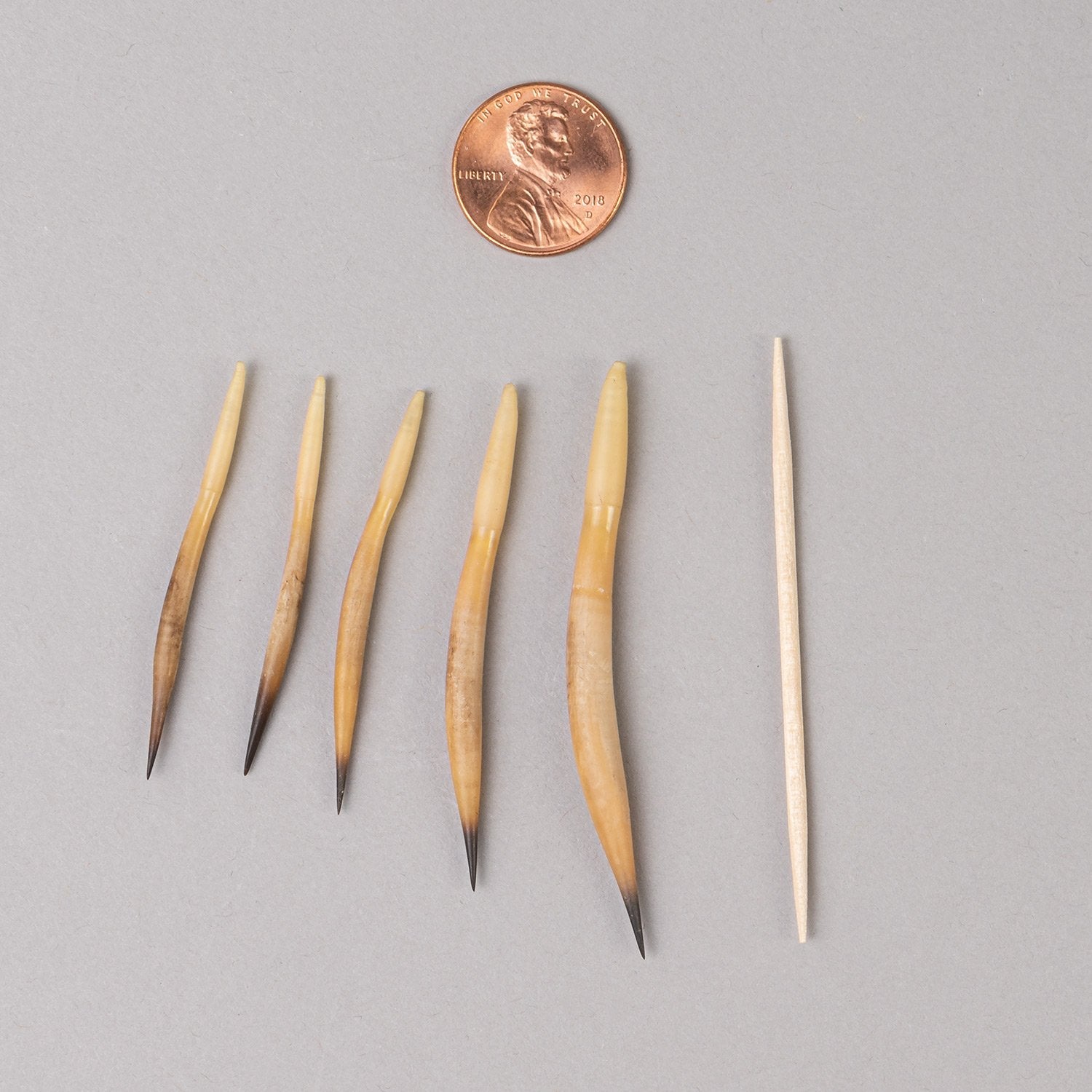 Authentic Short-Beaked Echidna Quills Set - 2 Medium & 3 Small Spines for Crafts, Jewelry Making, and Natural History Collections