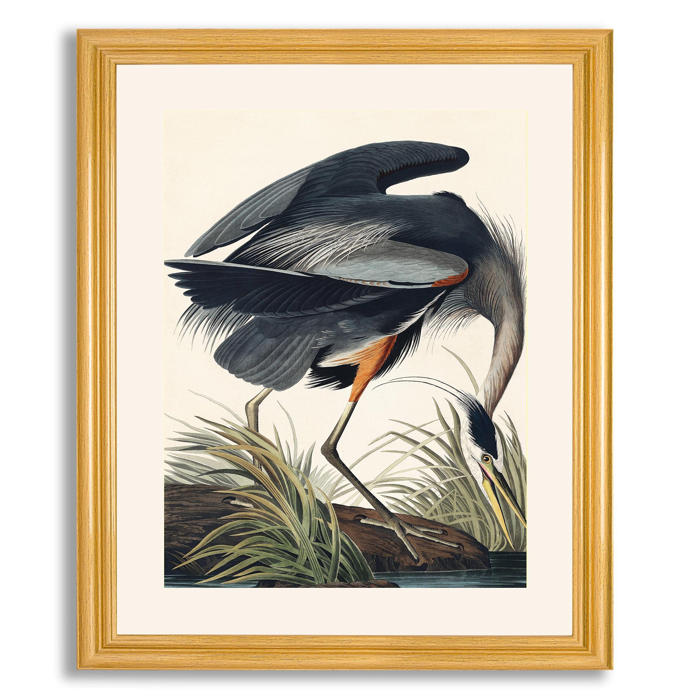 James Audubon Great Blue Heron Framed Art Print - Premium Wildlife Painting Reproduction in Wood Frame | Wall Decor for Living Room, Bedroom & Office | Nature-Inspired Home & Workspace Decor
