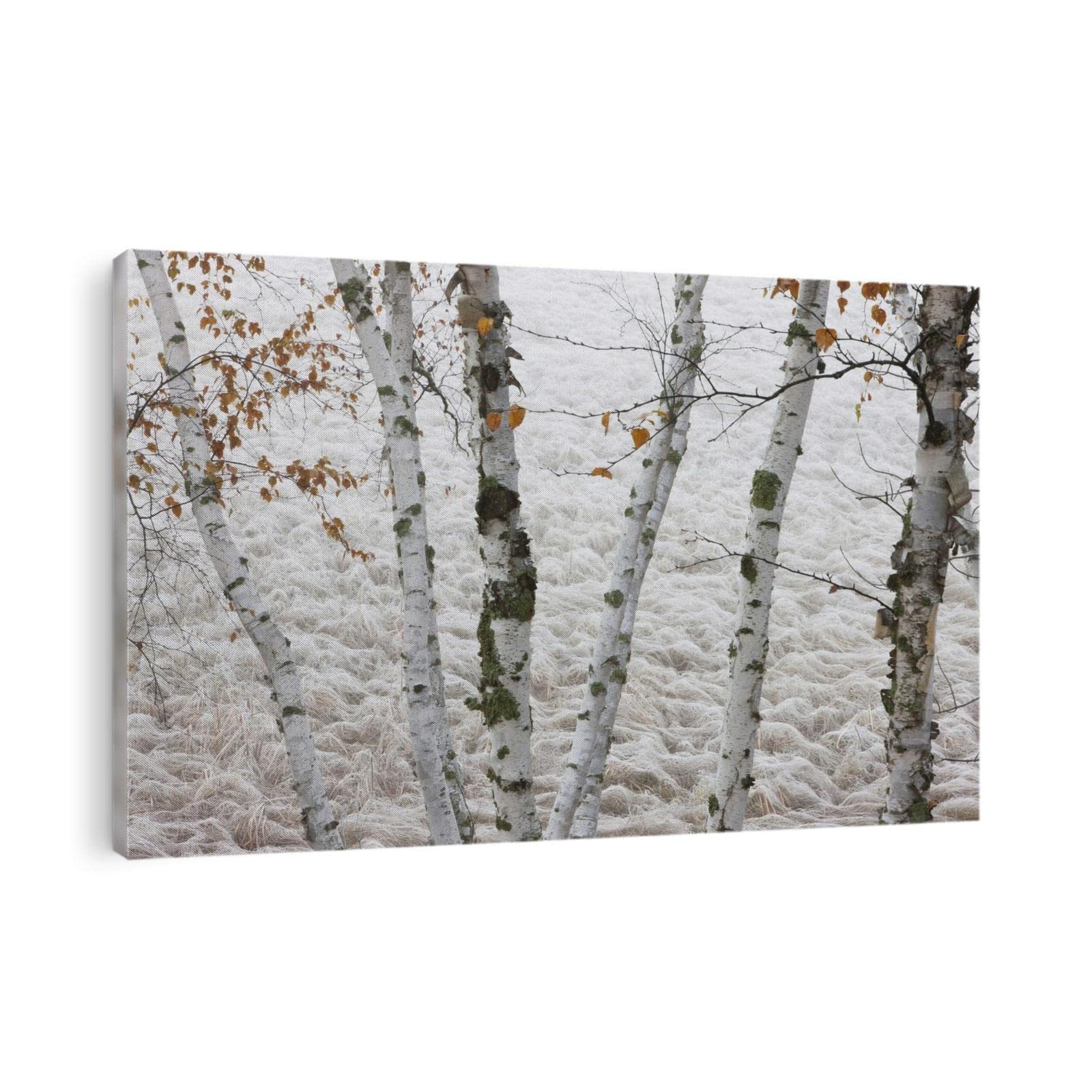 TIMUBA Framed Canvas Wall Art - Modern Birch Trees Landscape Painting for Living Room, Bedroom & Home Office Decor | 32x48 Inch Large Wall Art | Perfect for Housewarming Gifts & Interior Design