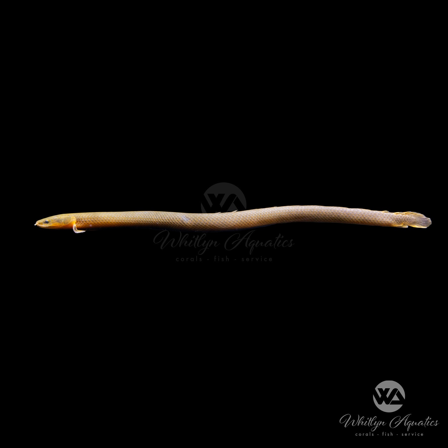 Ropefish / Reedfish (Erpetoichthys calabaricus) - Live Freshwater Aquarium Fish for Exotic Tanks & Aquatic Displays